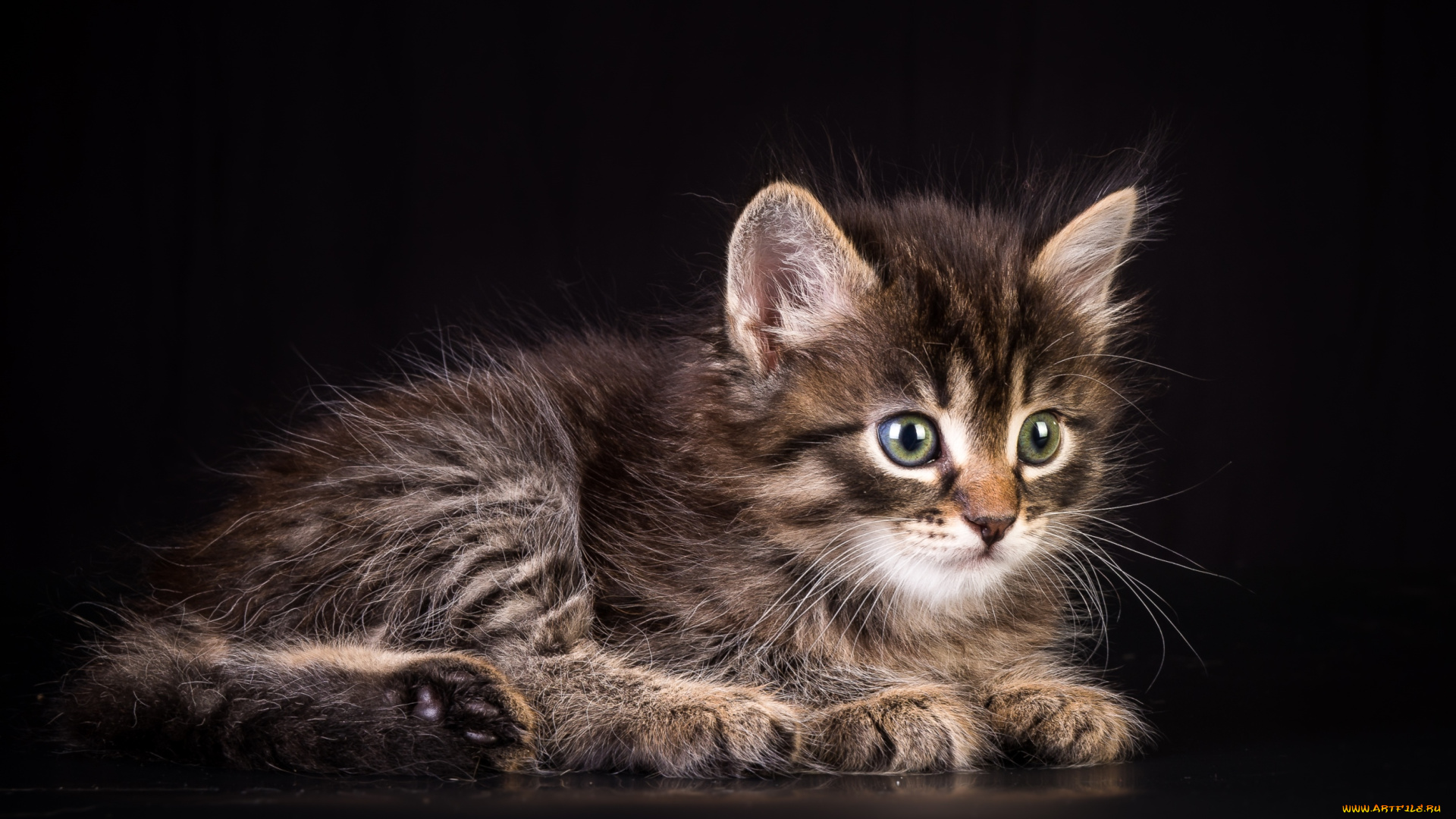 животные, коты, котейка