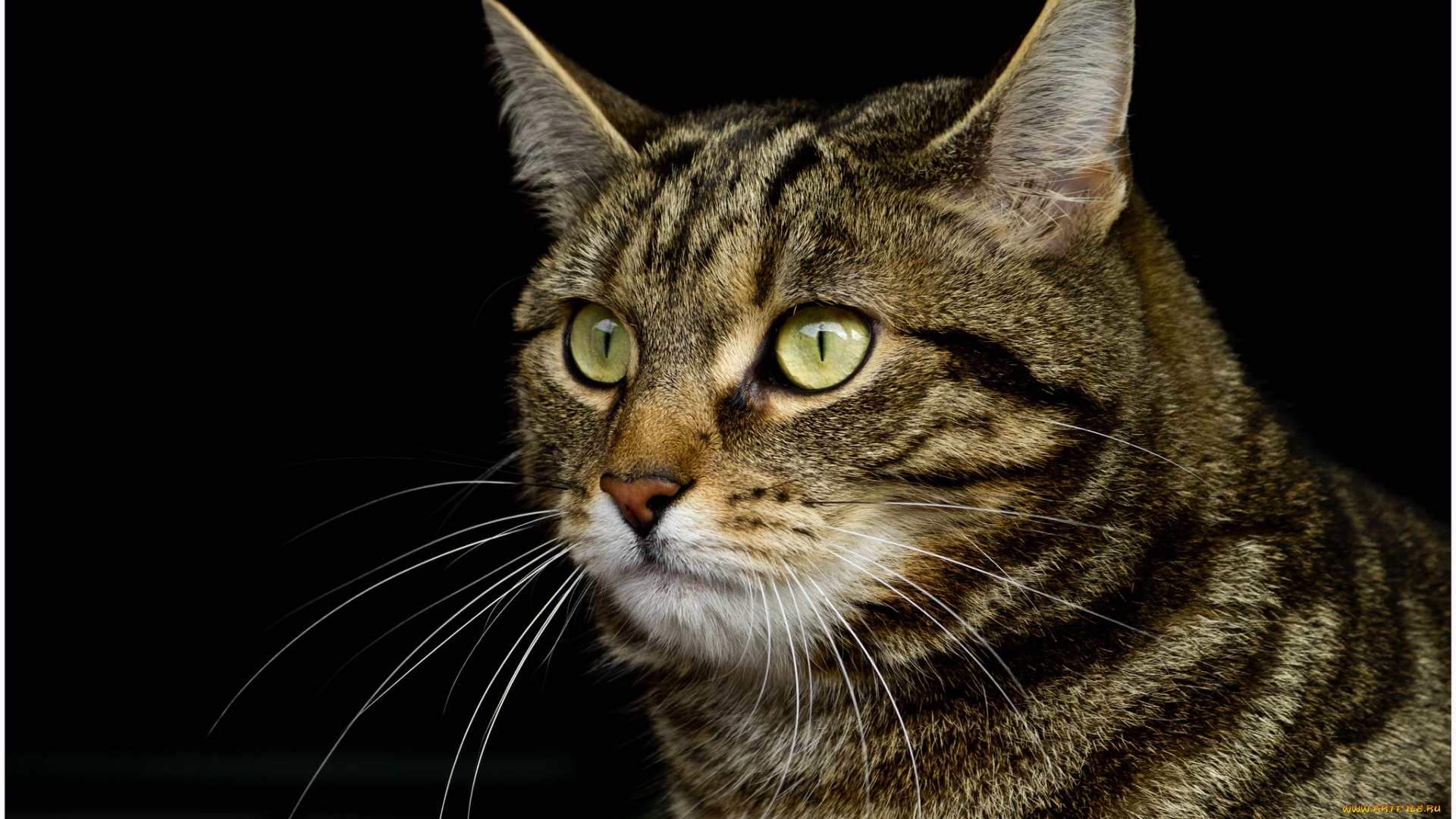 животные, коты, котяра, взгляд