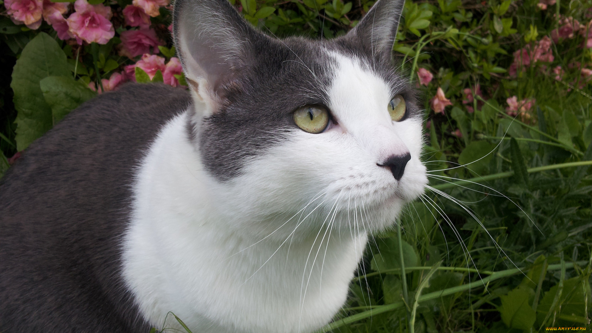 животные, коты, максимус