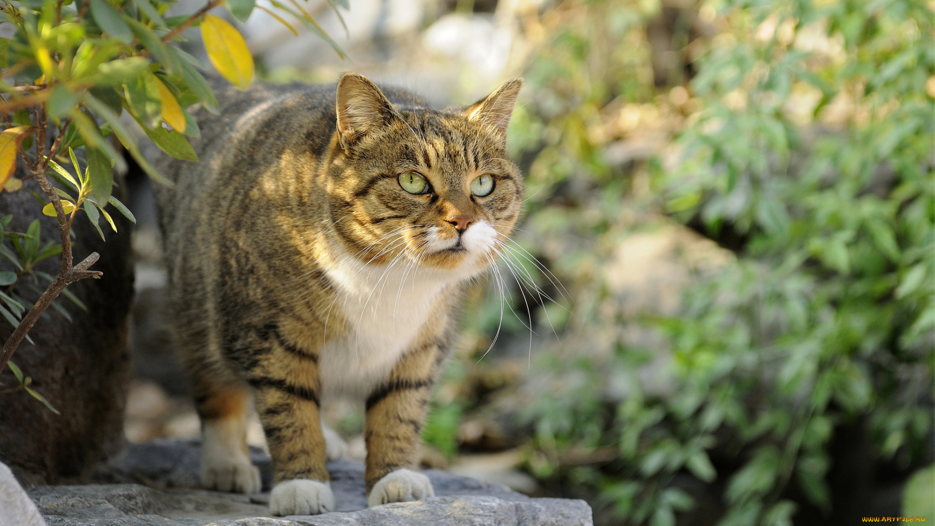 животные, коты, охота