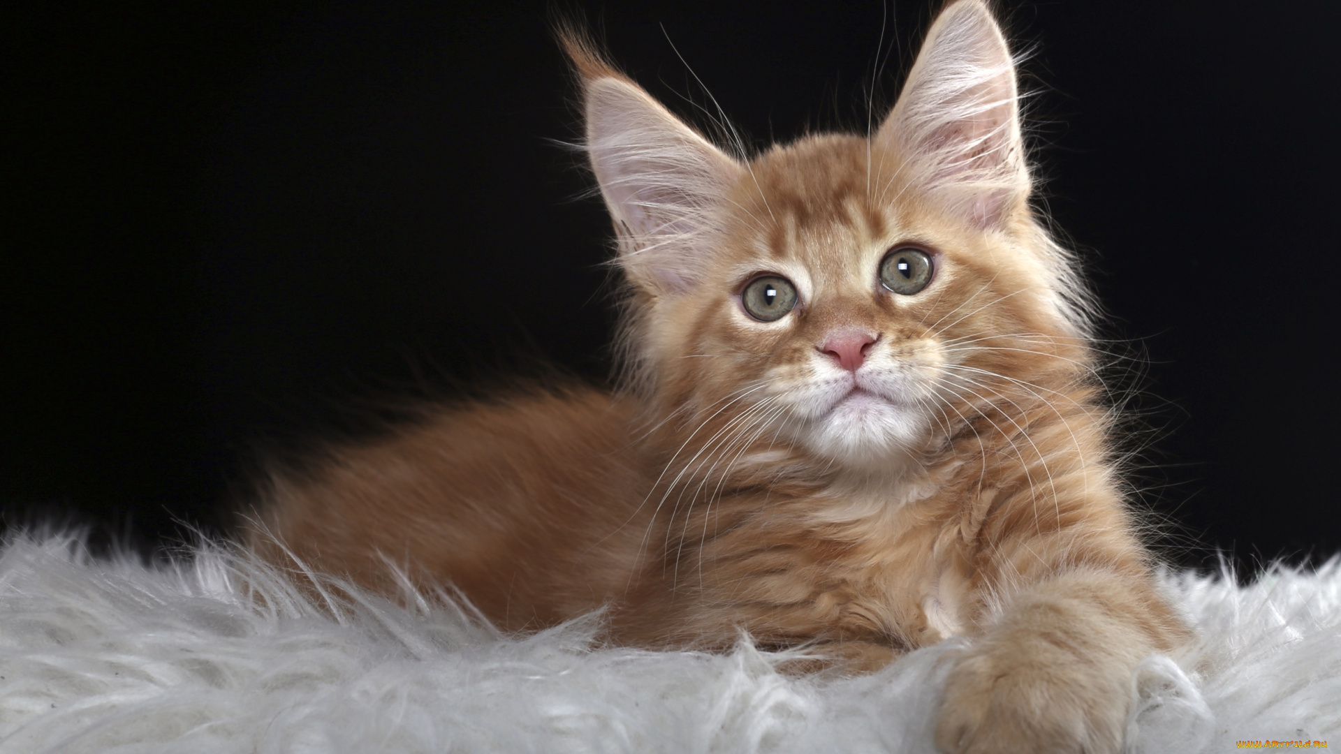 животные, коты, рыжий