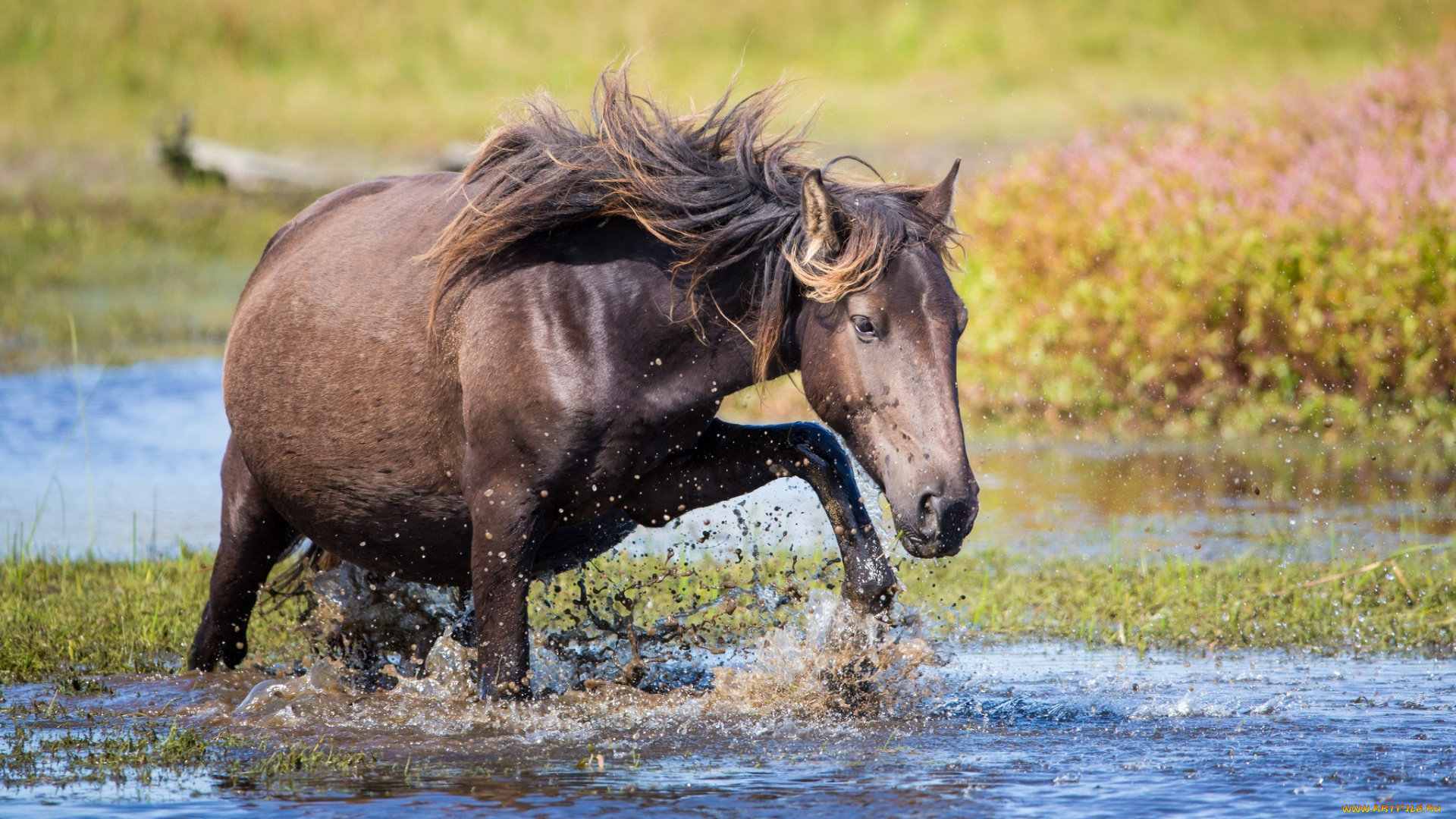 животные, лошади, лошадь, вода, брызги