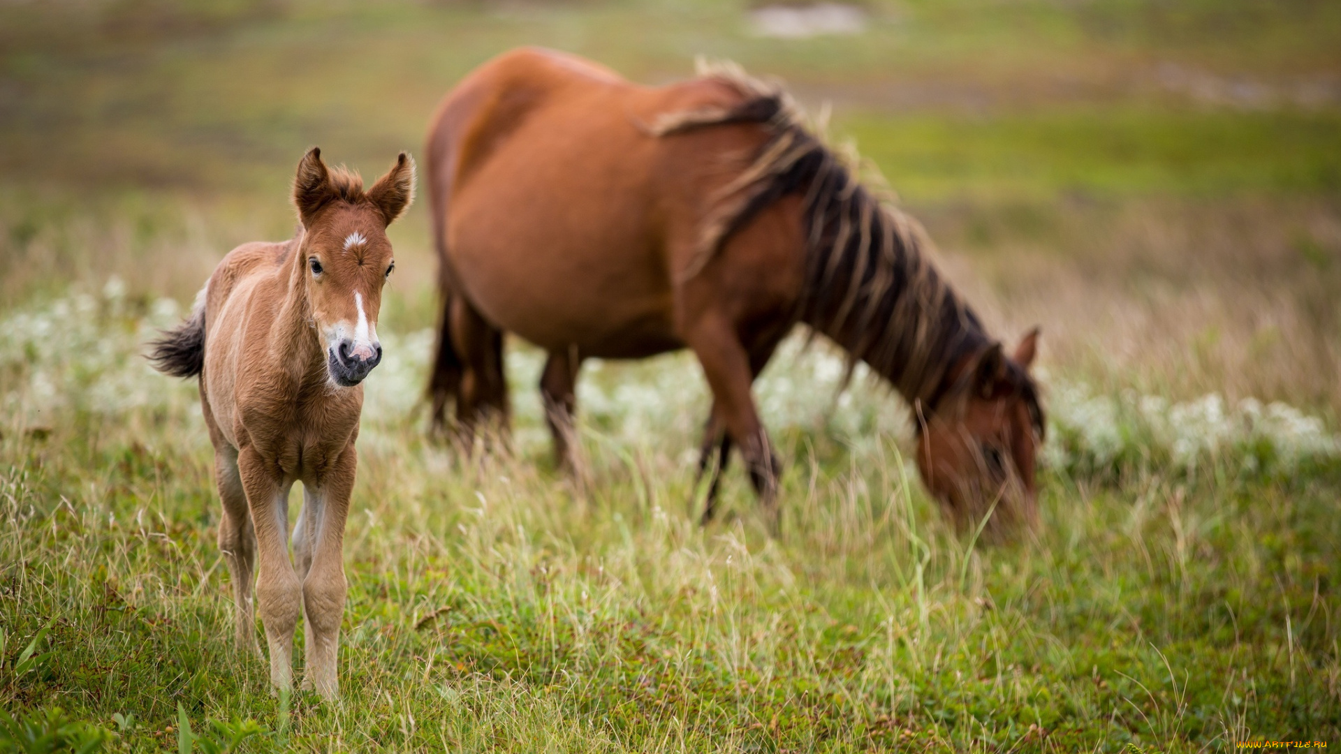 животные, лошади, жеребенок, кобыла, пастбище, семья, пара, малыш, мама