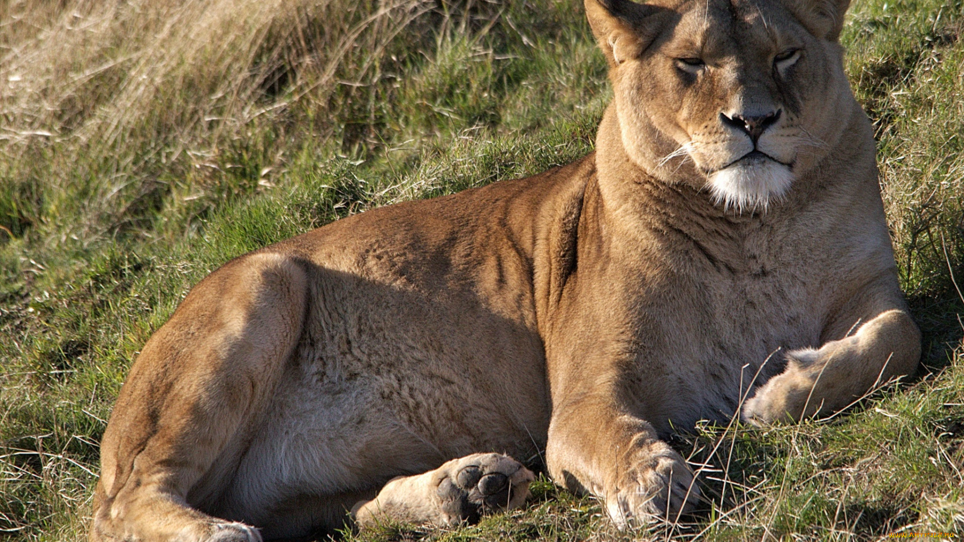 животные, львы, фон, трава, львица