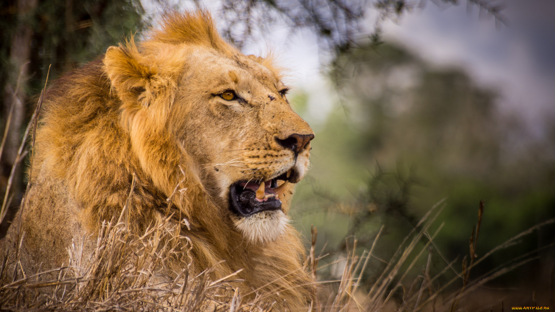 животные, львы, лев