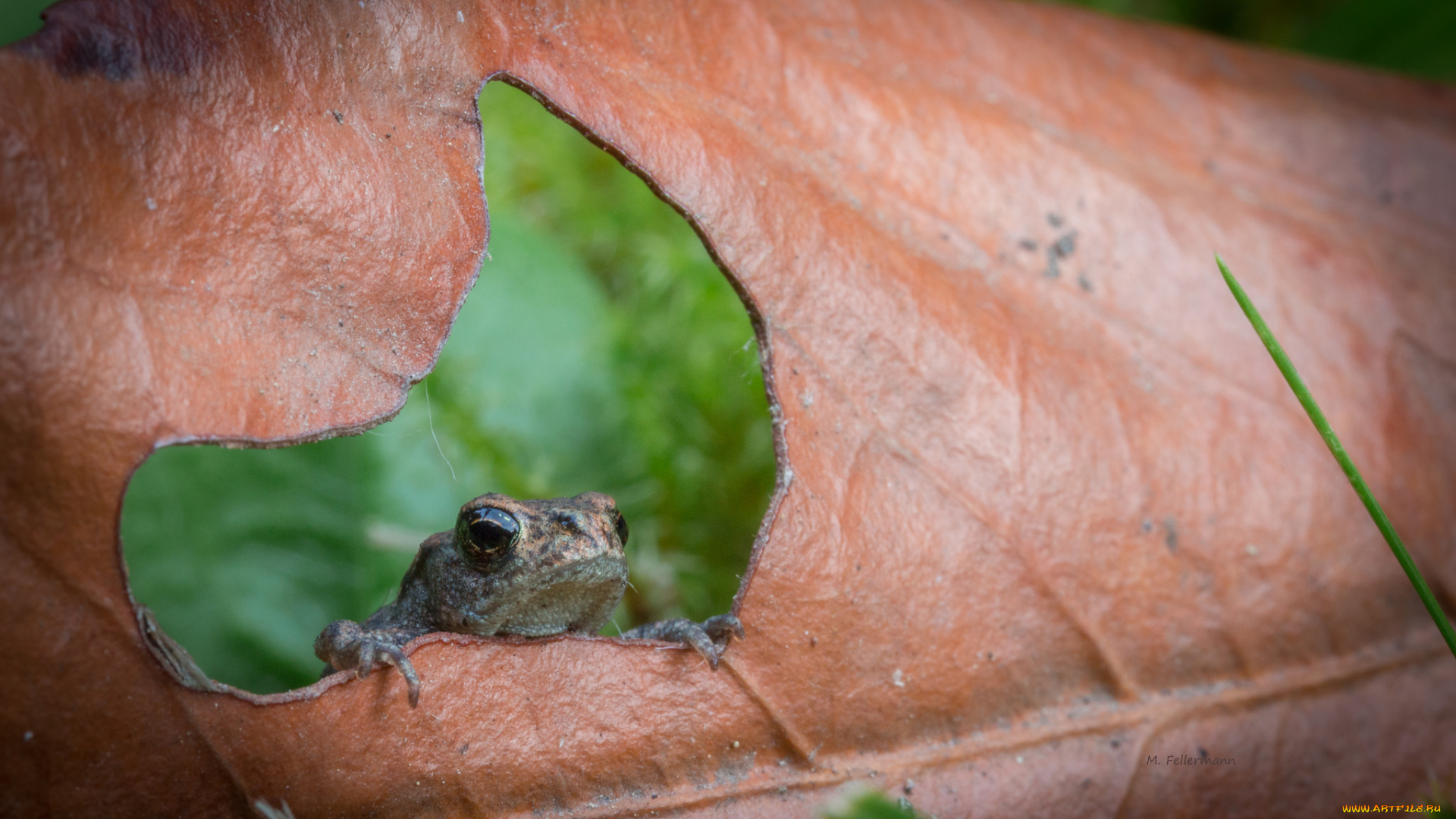животные, лягушки, дождь, лист, лягушка