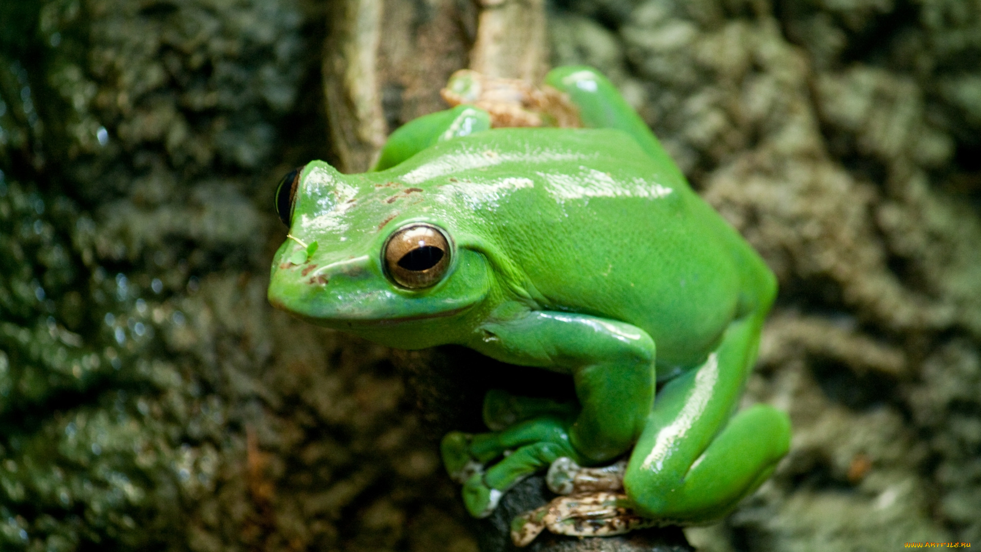 животные, лягушки, китайский, лягушка