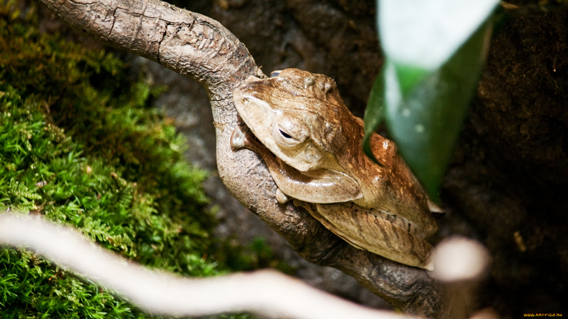 животные, лягушки, лягушка, болотная, борнео