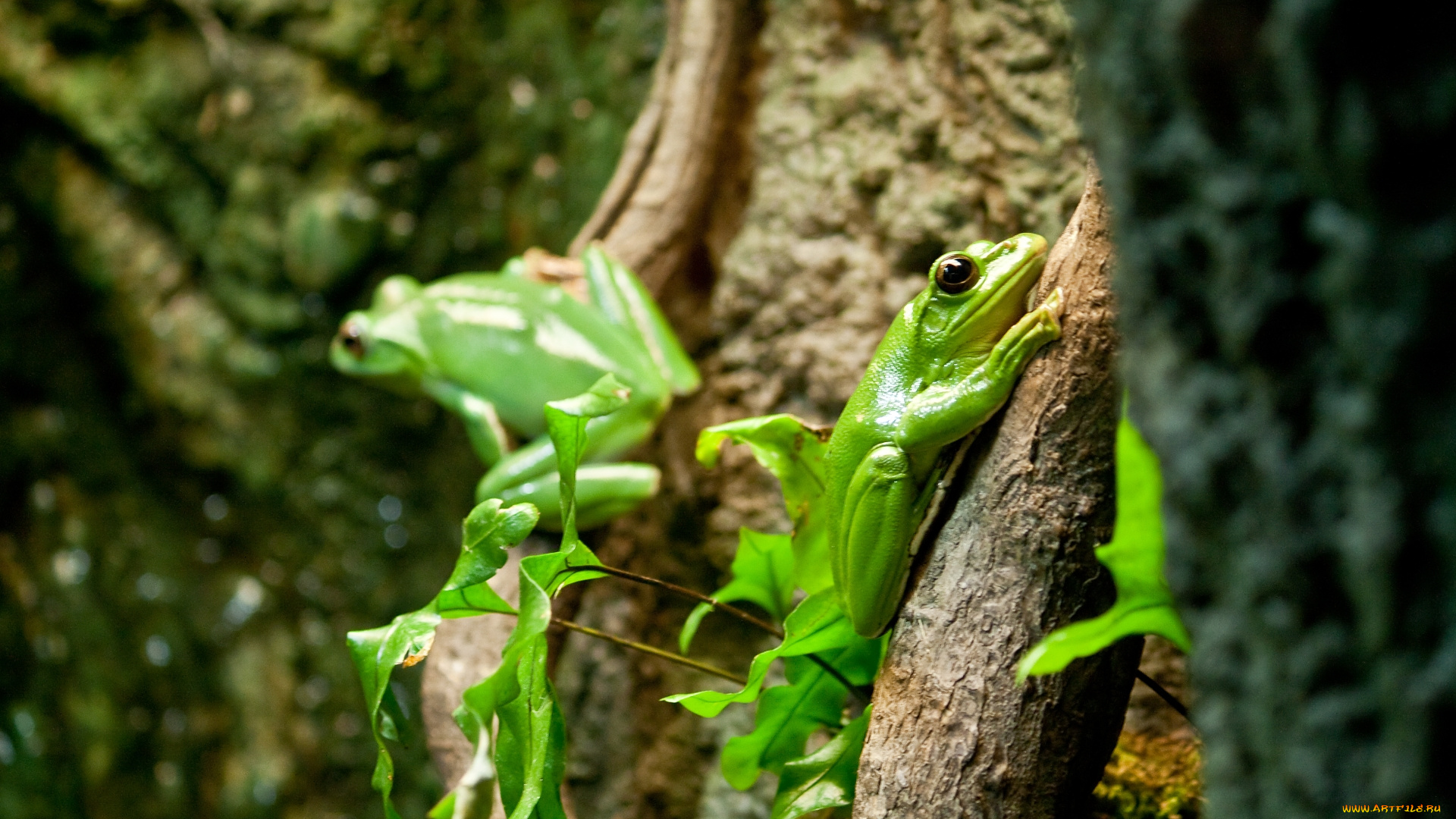 животные, лягушки, лягушка, китайский