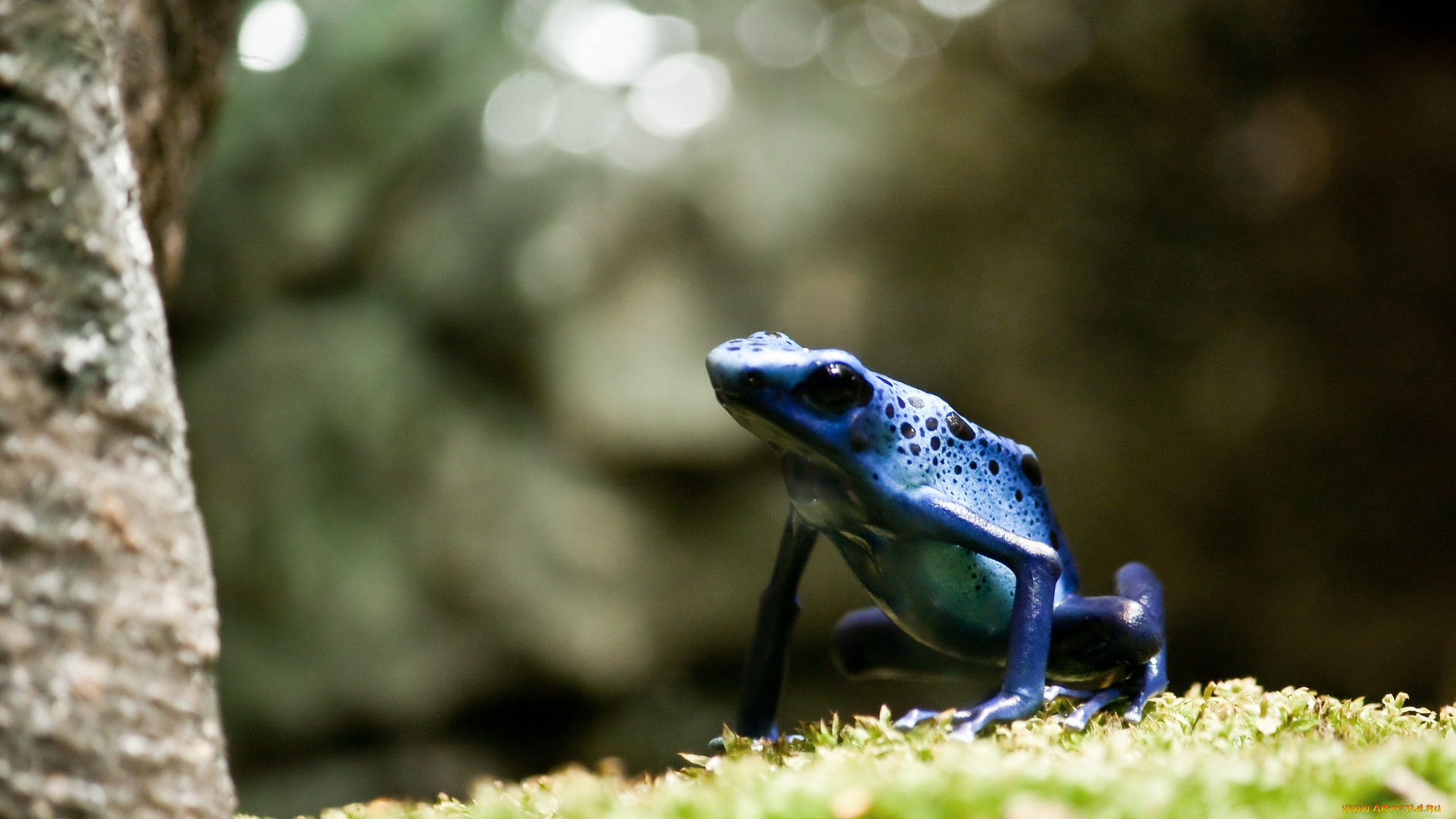 животные, лягушки, синий, отравленный, дротик, лягушка