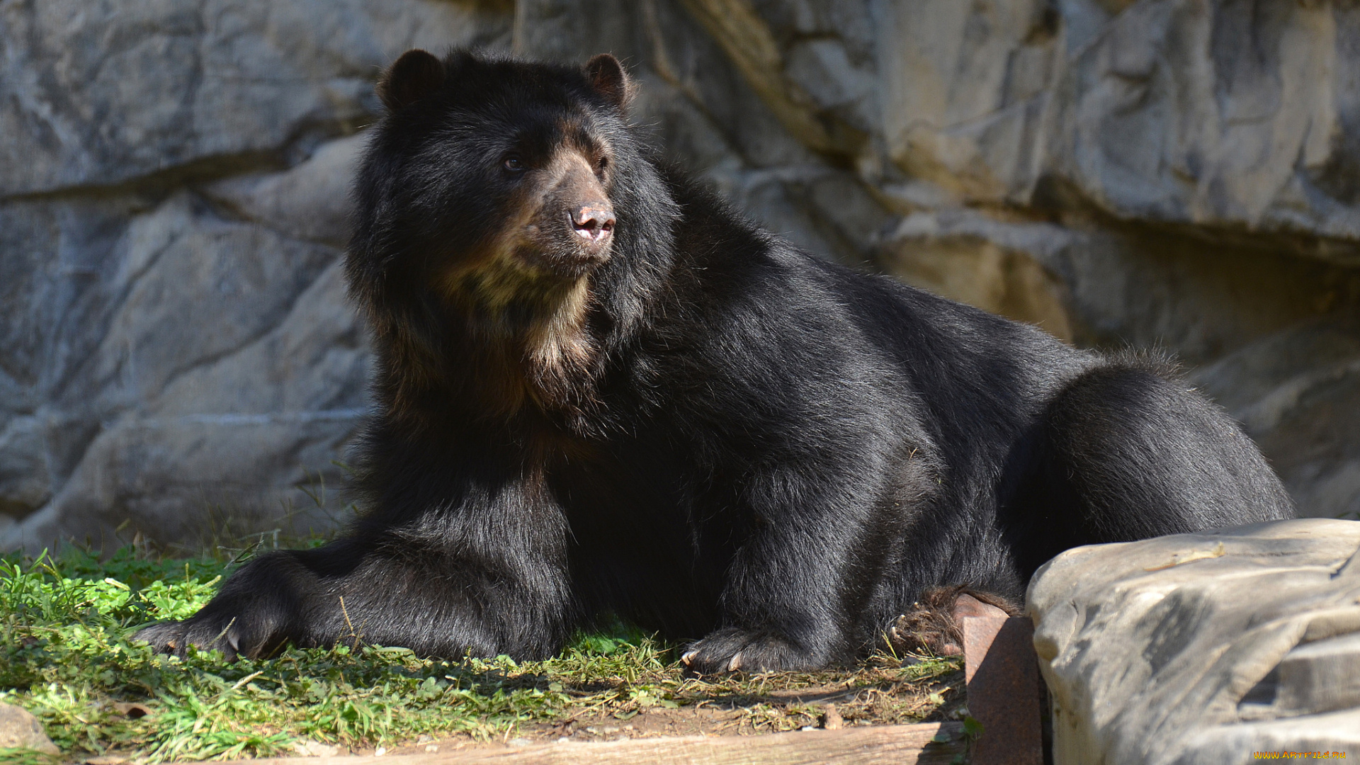 животные, медведи, черный, косолапый