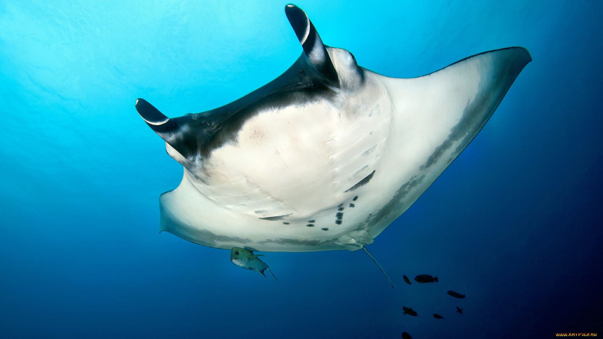 животные, морская, фауна, океан, пучина, скат, манта