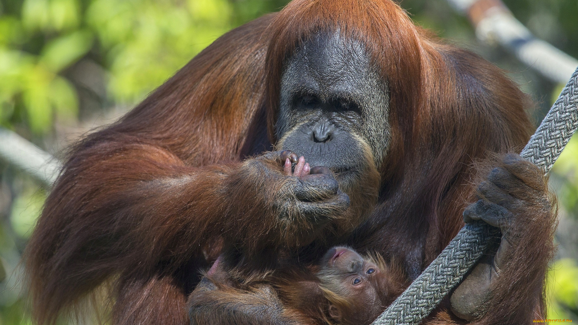 животные, обезьяны, орангутанги