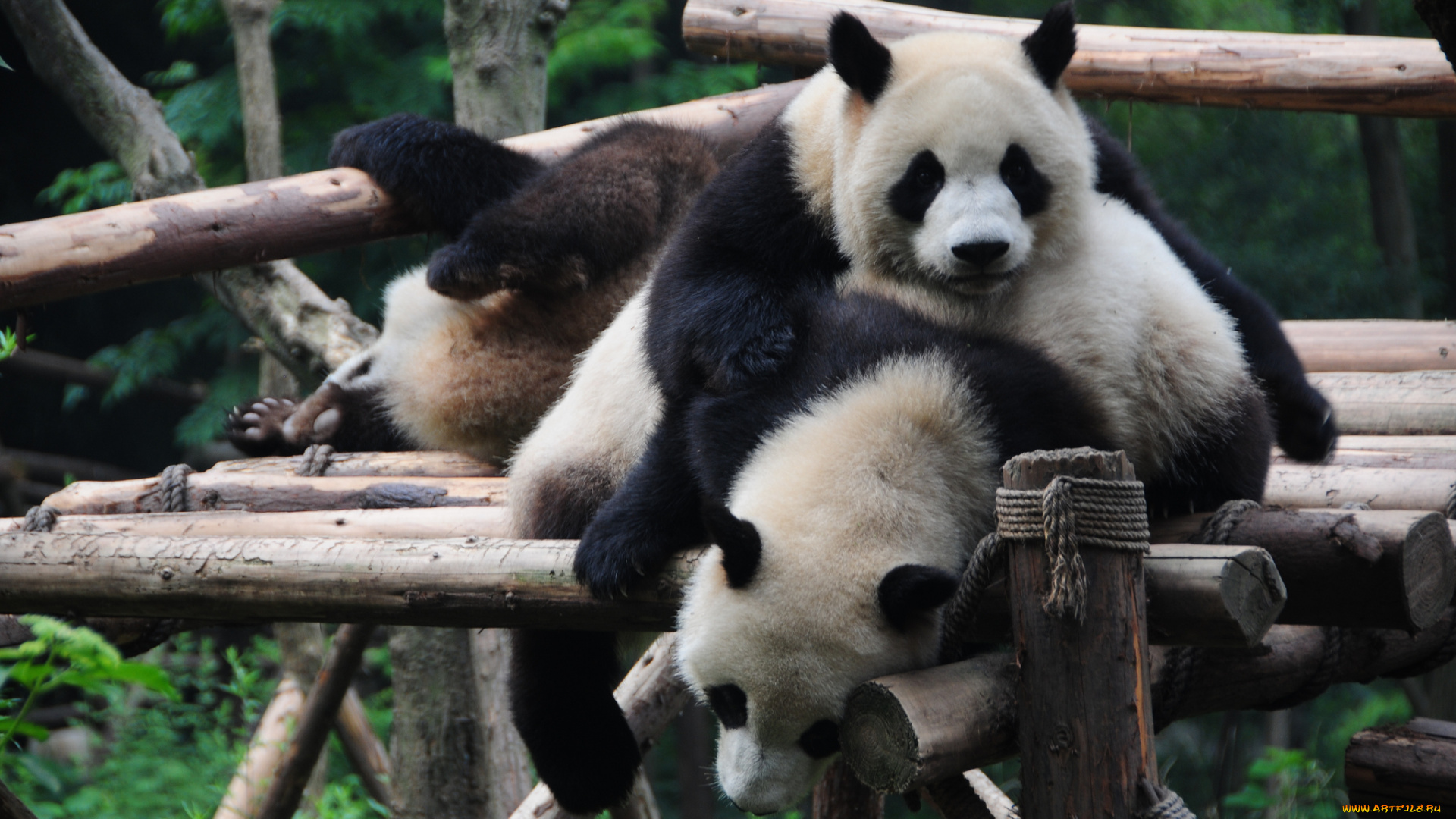 животные, панды, помост, медвежата, игра