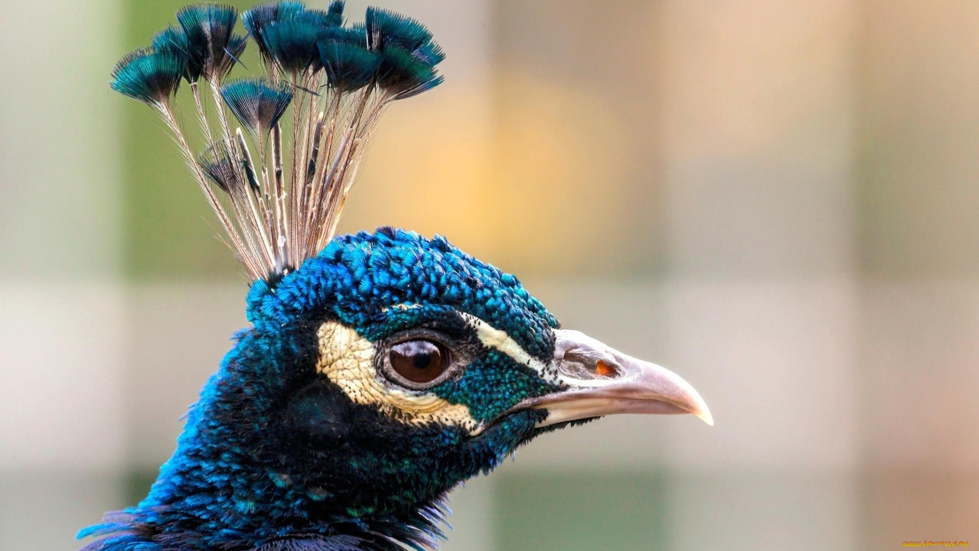 животные, павлины, павлин, хохолок, профиль, голова