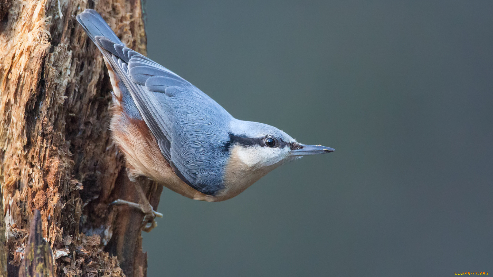 животные, поползни, дерево, поползень