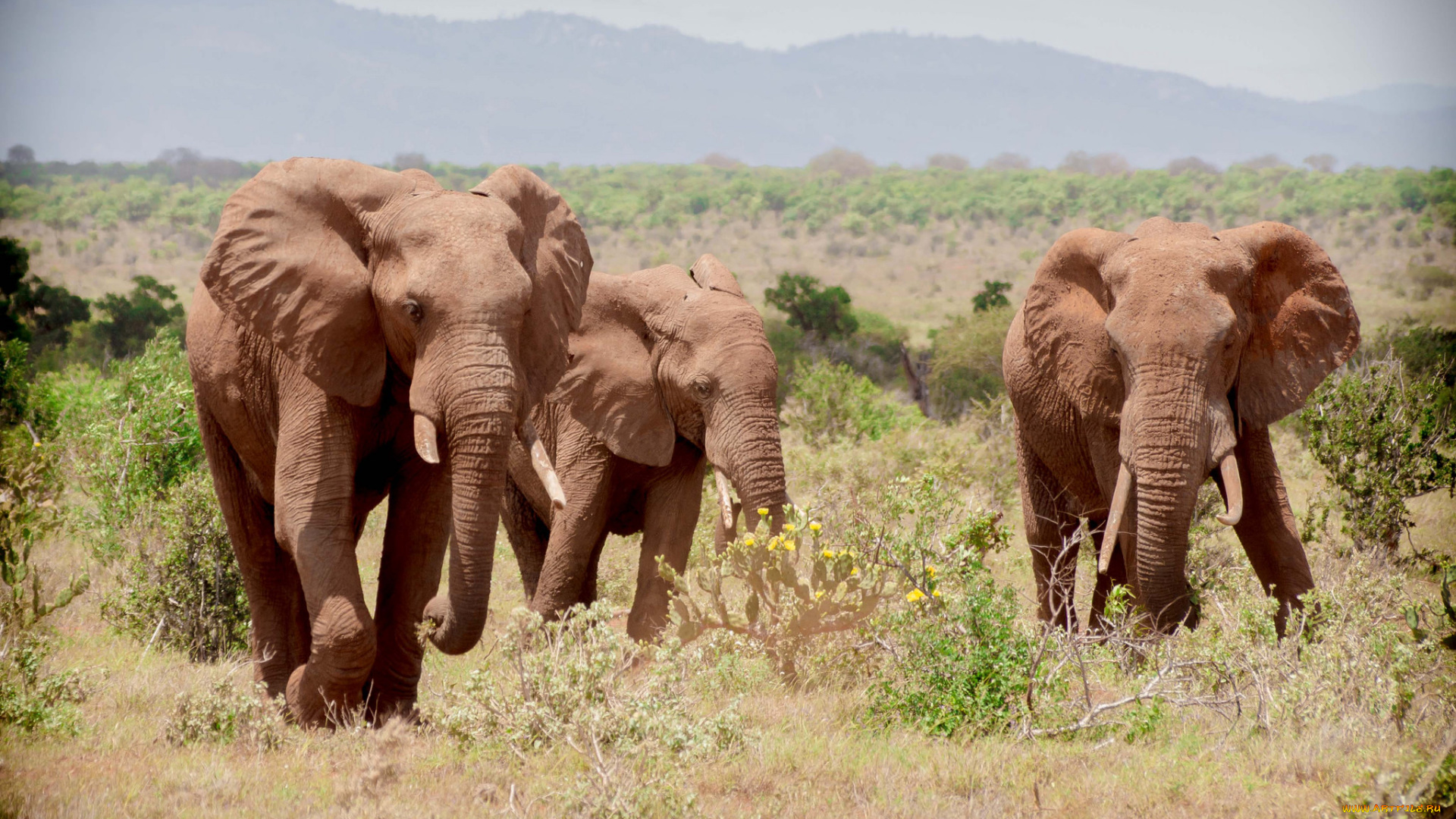 животные, слоны, слон, сбор