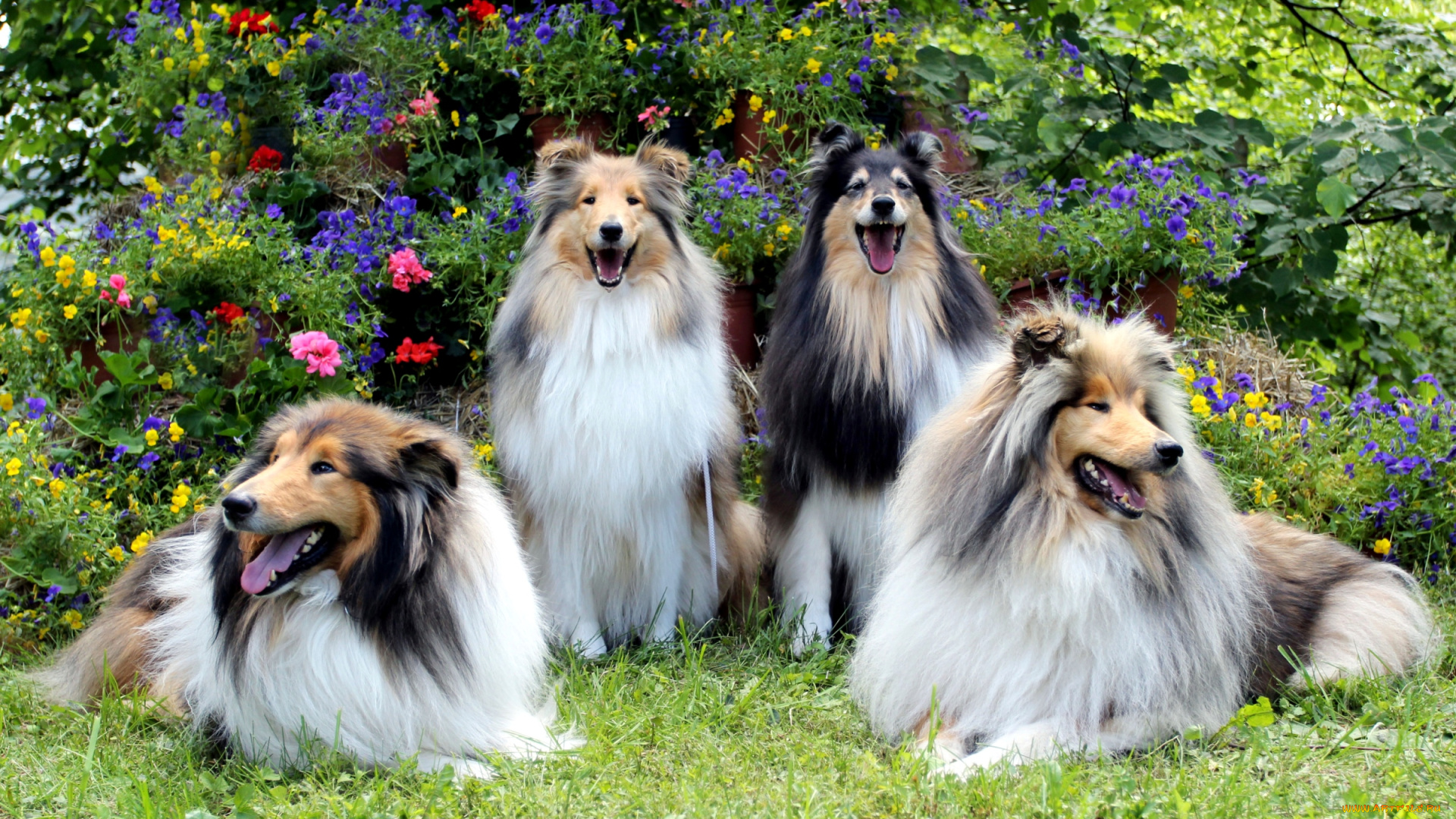 животные, собаки, квартет, колли