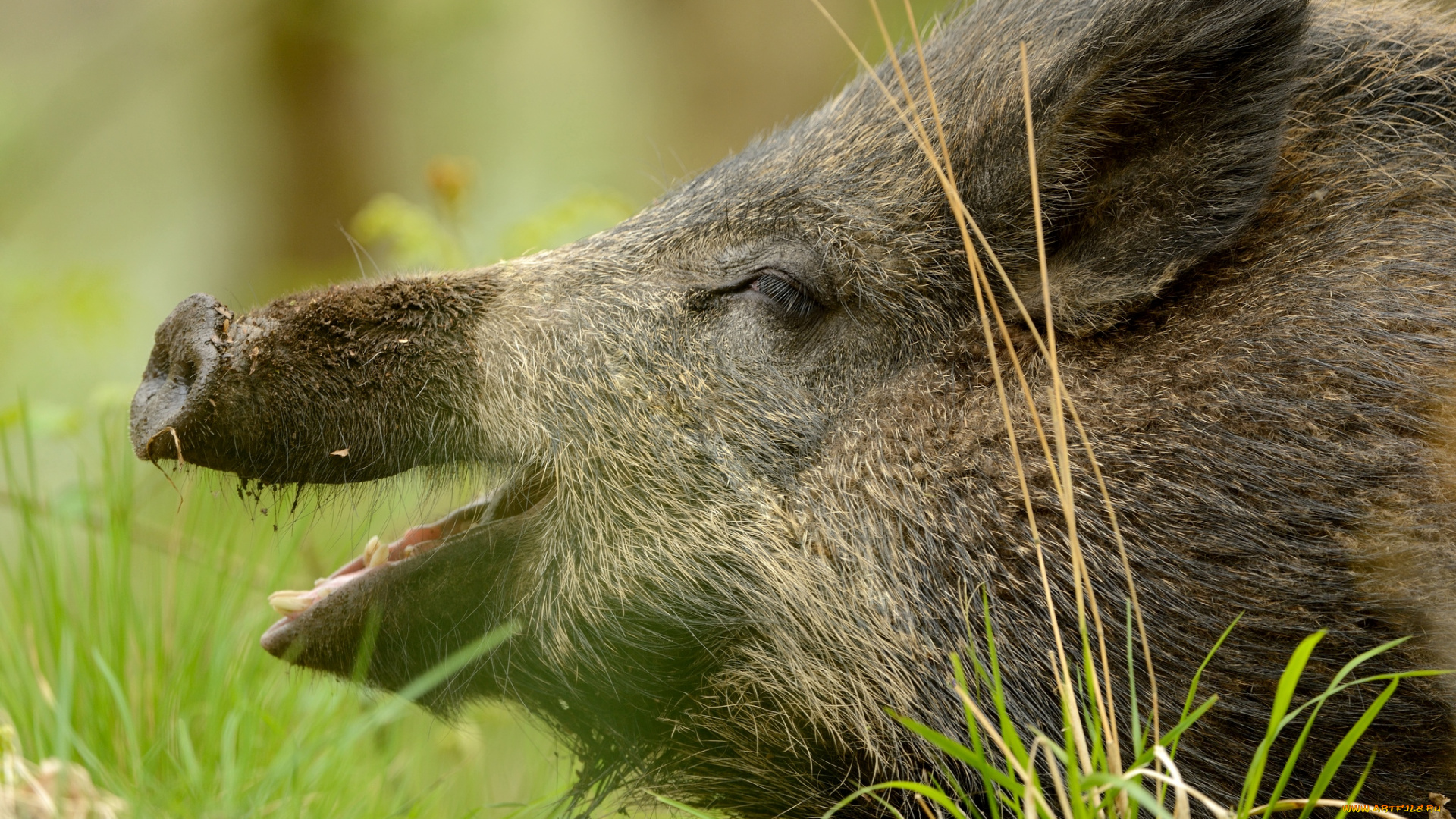 животные, свиньи, , кабаны, хрюша