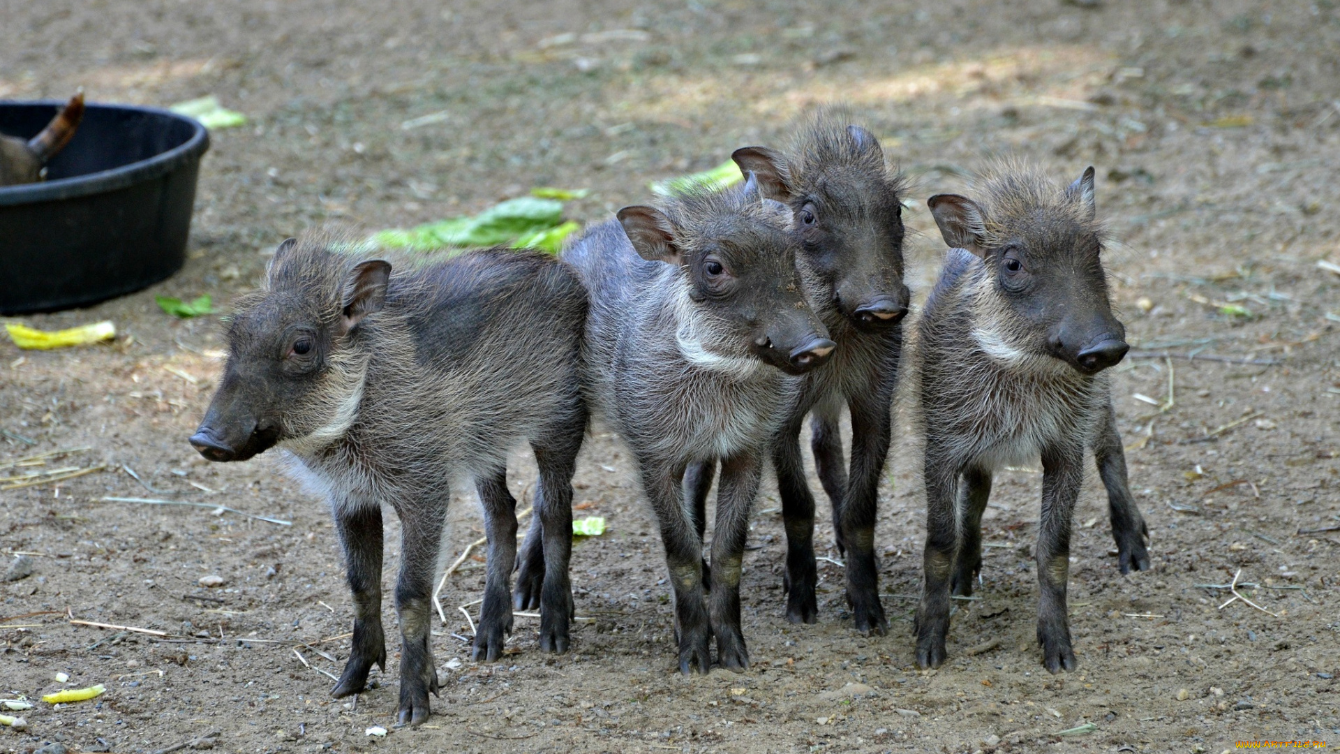 животные, свиньи, , кабаны, кабанчики, молодняк