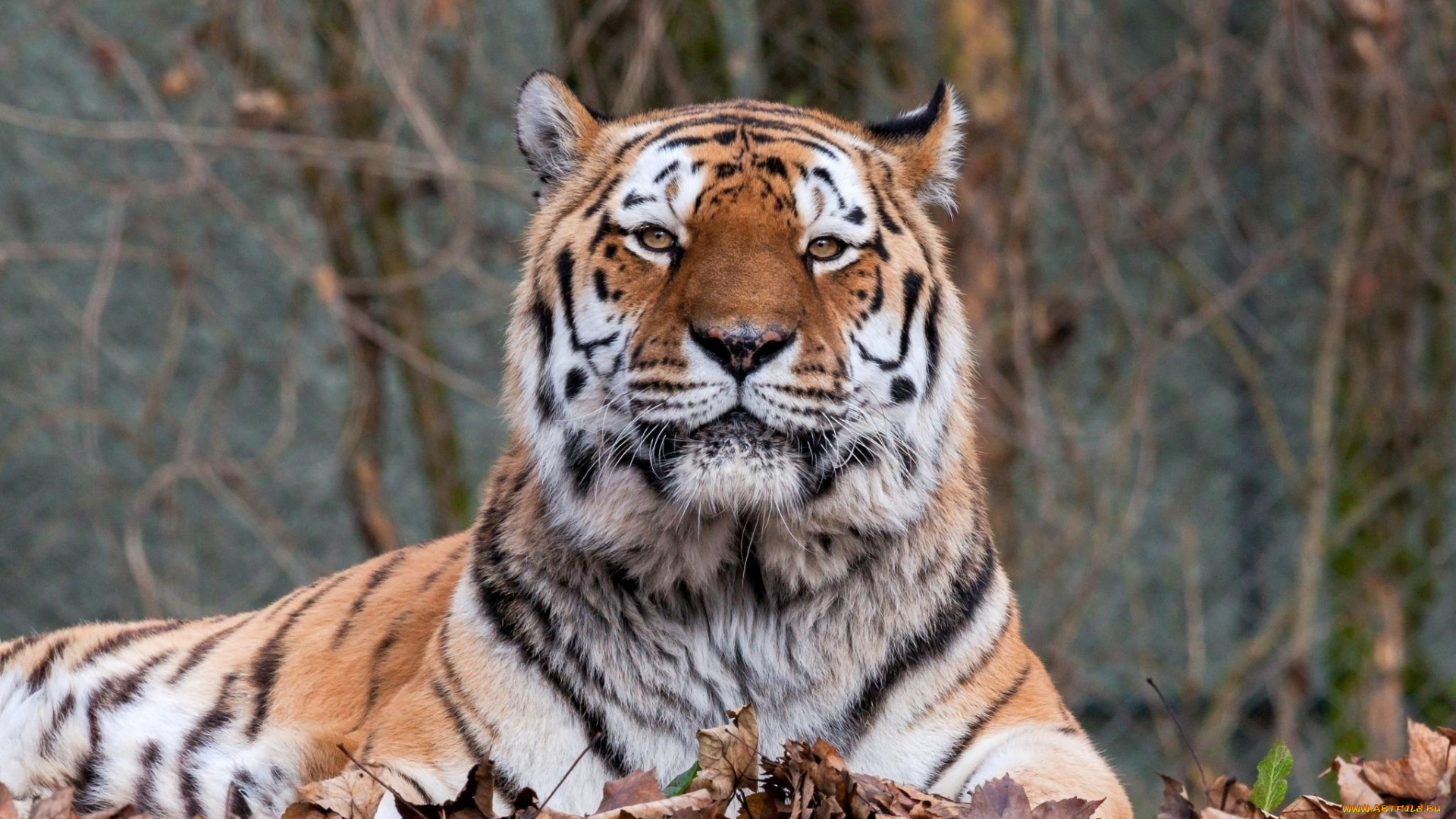 животные, тигры, листья, осень, отдых, морда, тигр