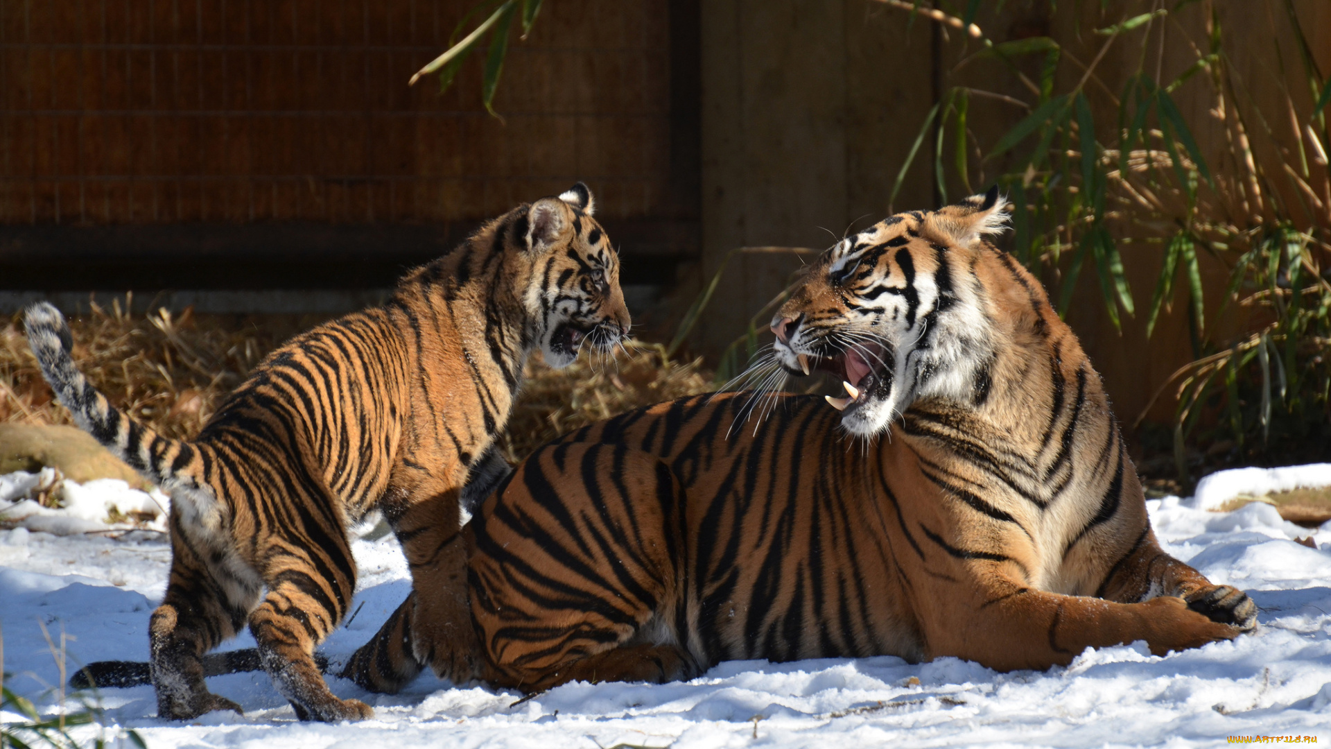 животные, тигры, тигрица, детеныш