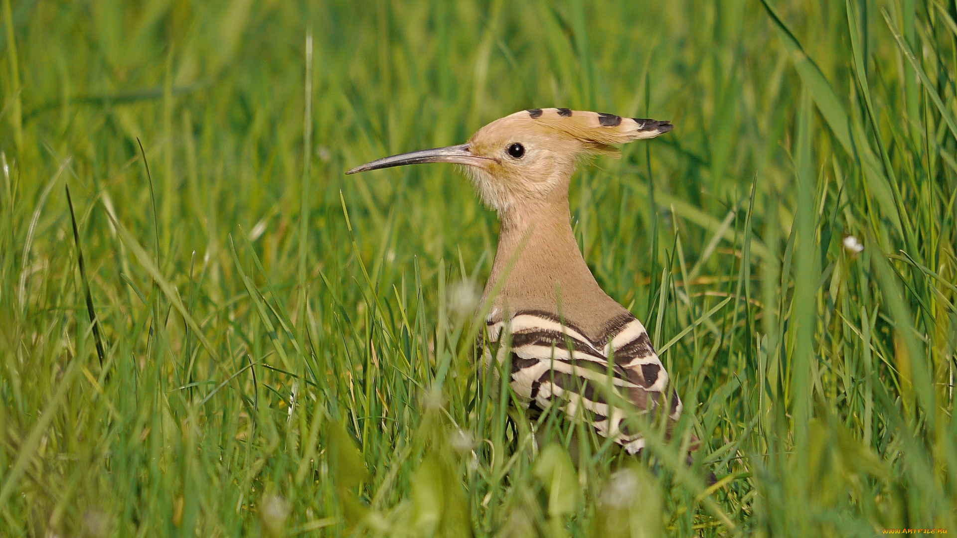 животные, удоды, удод