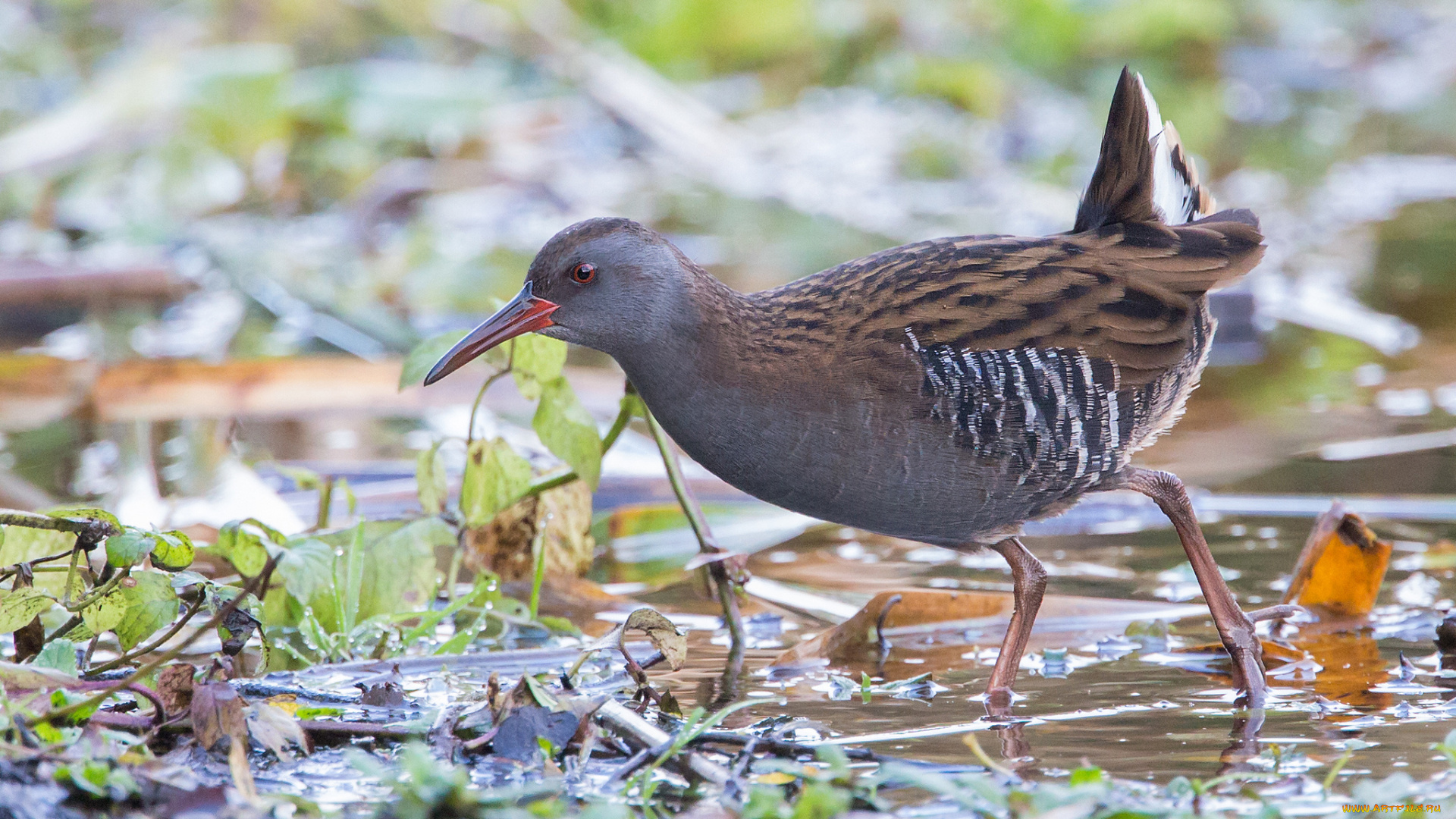 животные, вальдшнепы, , кроншнепы, , бекасы, вода, трава, птичка
