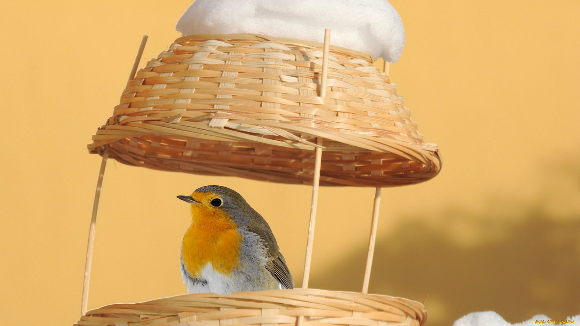 животные, зарянки, , малиновки, дом, зимний