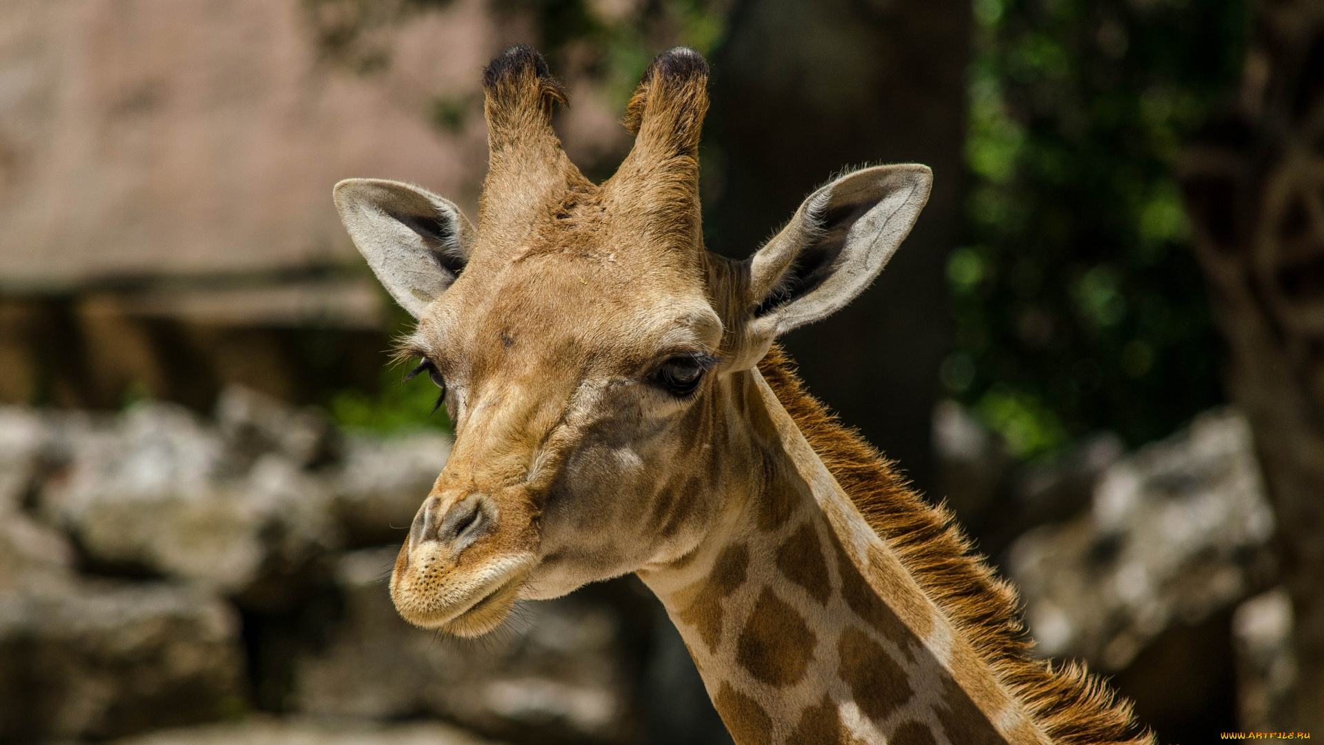 животные, жирафы, жираф, морда, шея