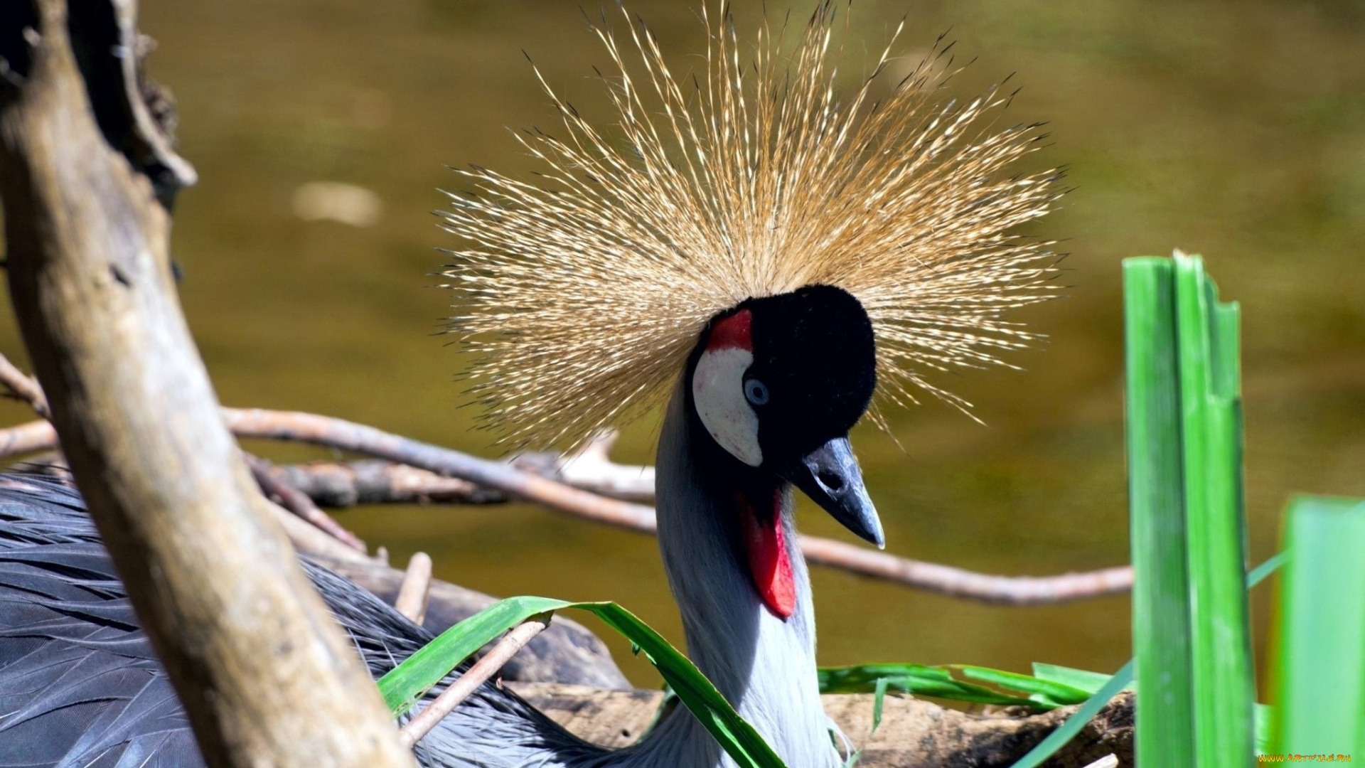 животные, журавли, хохолок, голова, венценосный, журавль