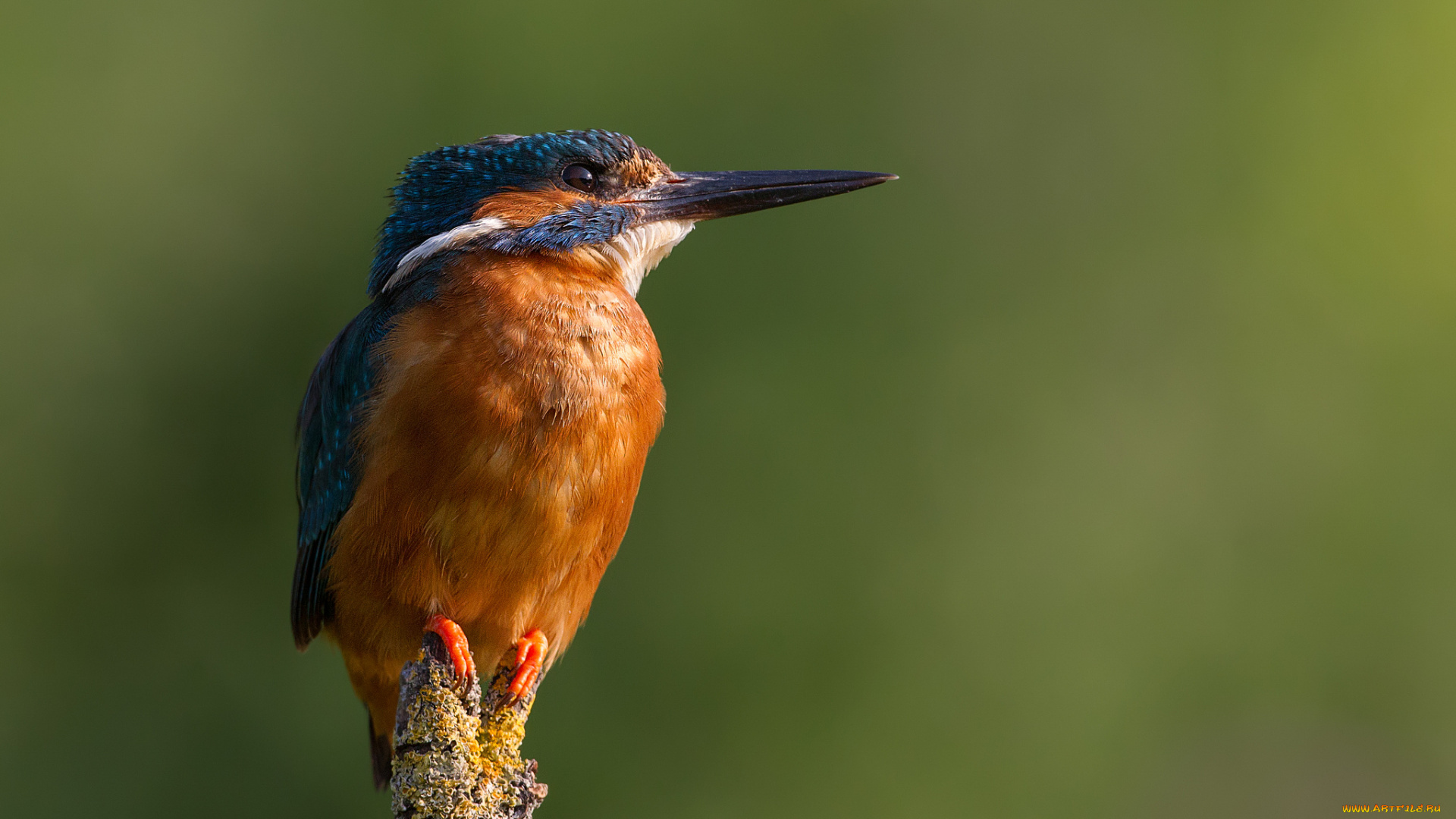 животные, зимородки, сучок, птичка