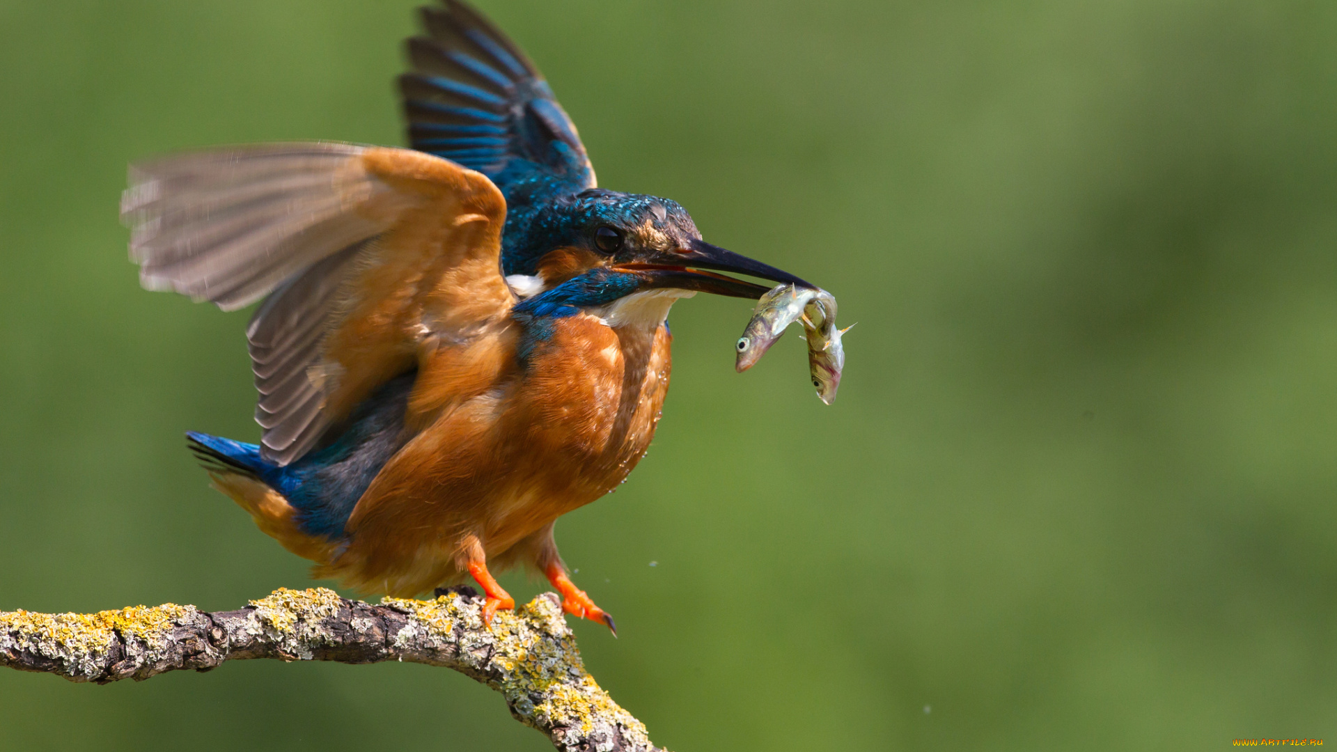 животные, зимородки, сучок, птичка, добыча