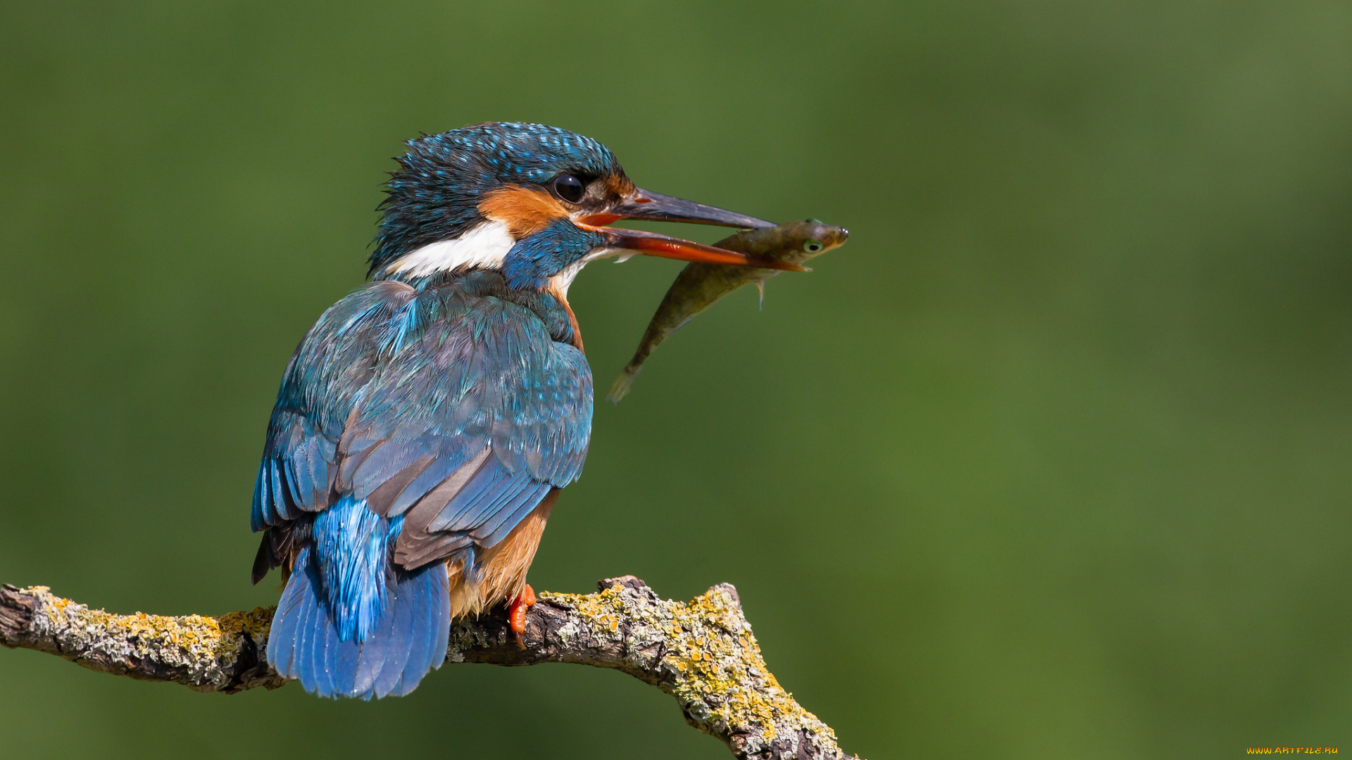 животные, зимородки, сучок, птичка, добыча