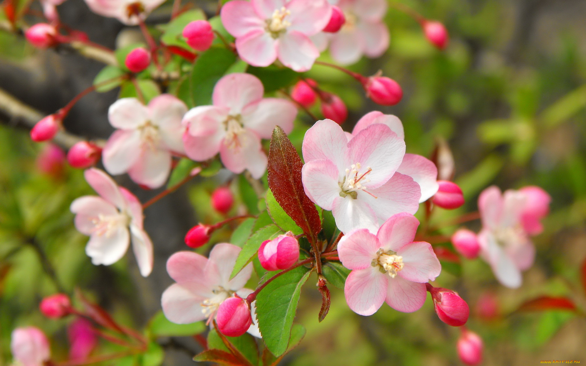цветы, цветущие, деревья, , , кустарники, ветка, бутоны