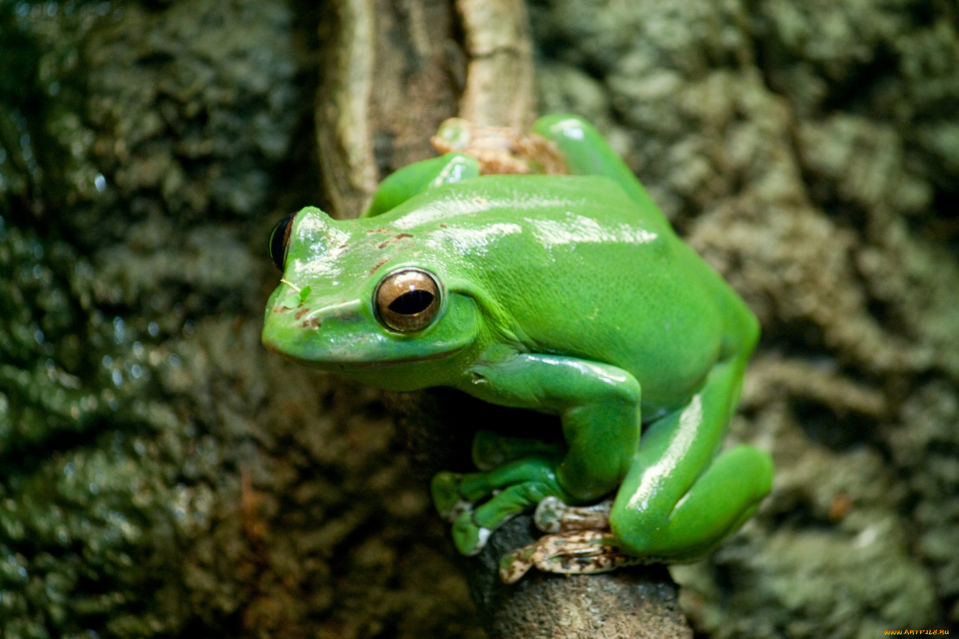животные, лягушки, китайский, лягушка