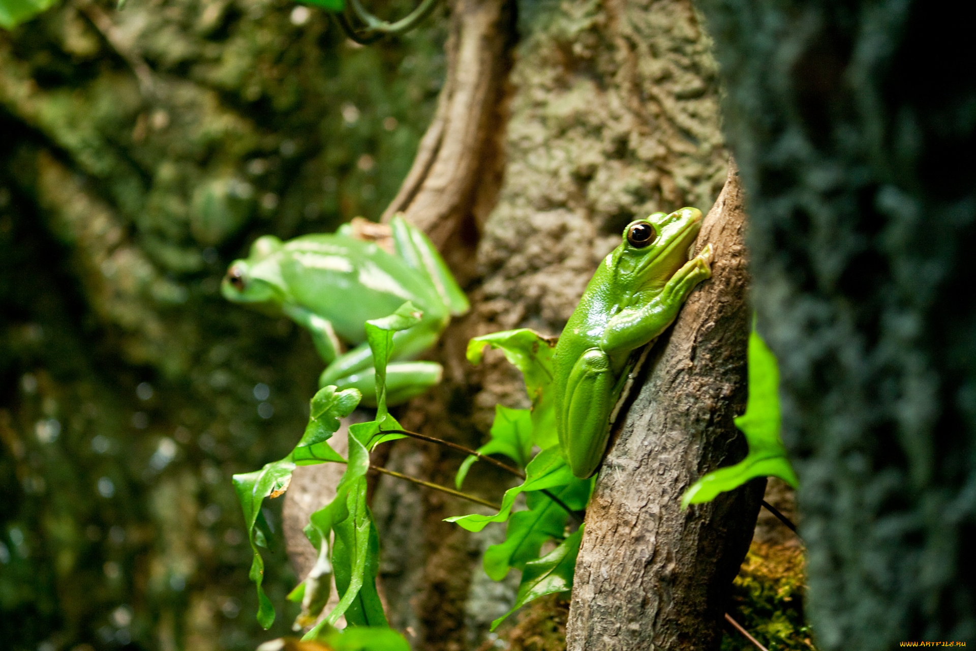 животные, лягушки, лягушка, китайский