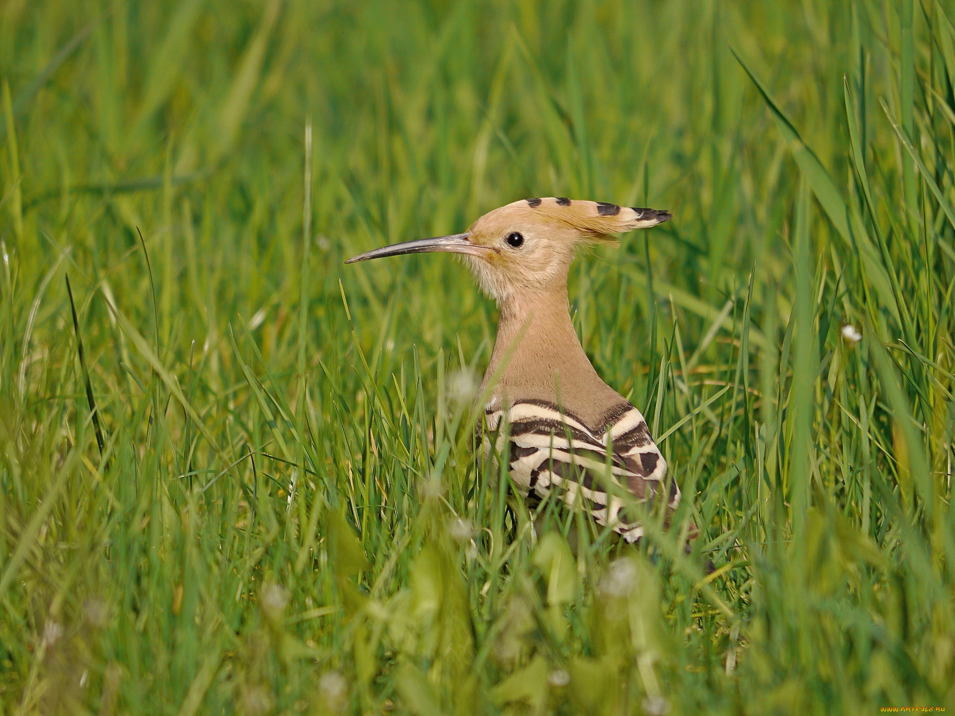 животные, удоды, удод