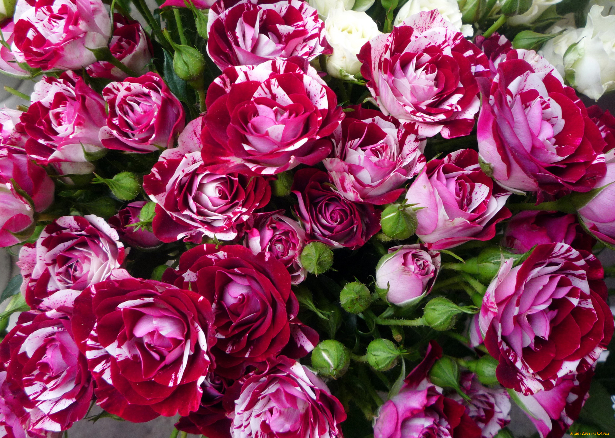 цветы, розы, много, красные