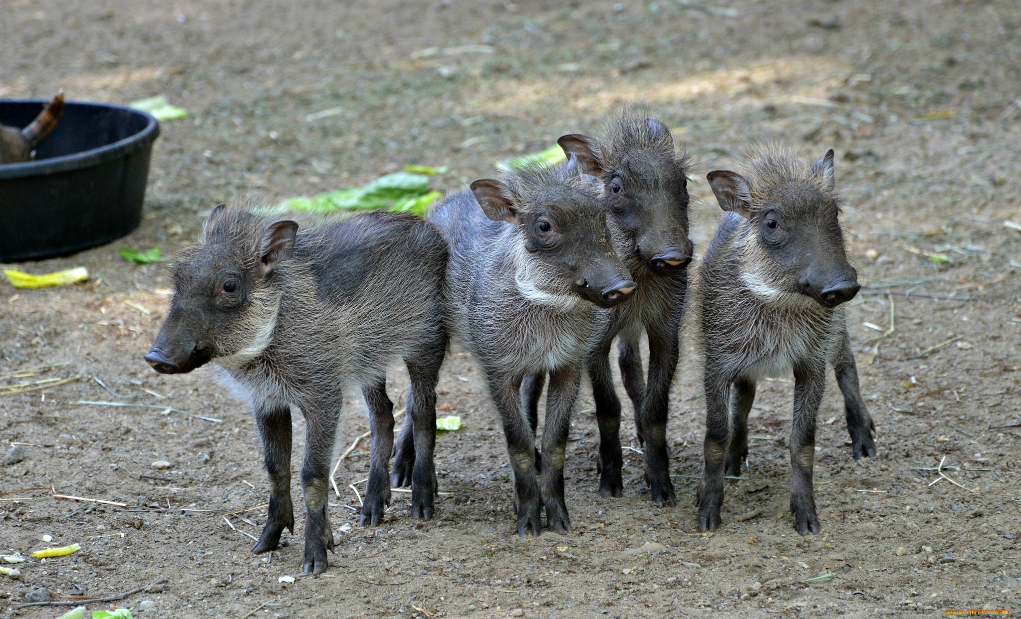 животные, свиньи, , кабаны, кабанчики, молодняк
