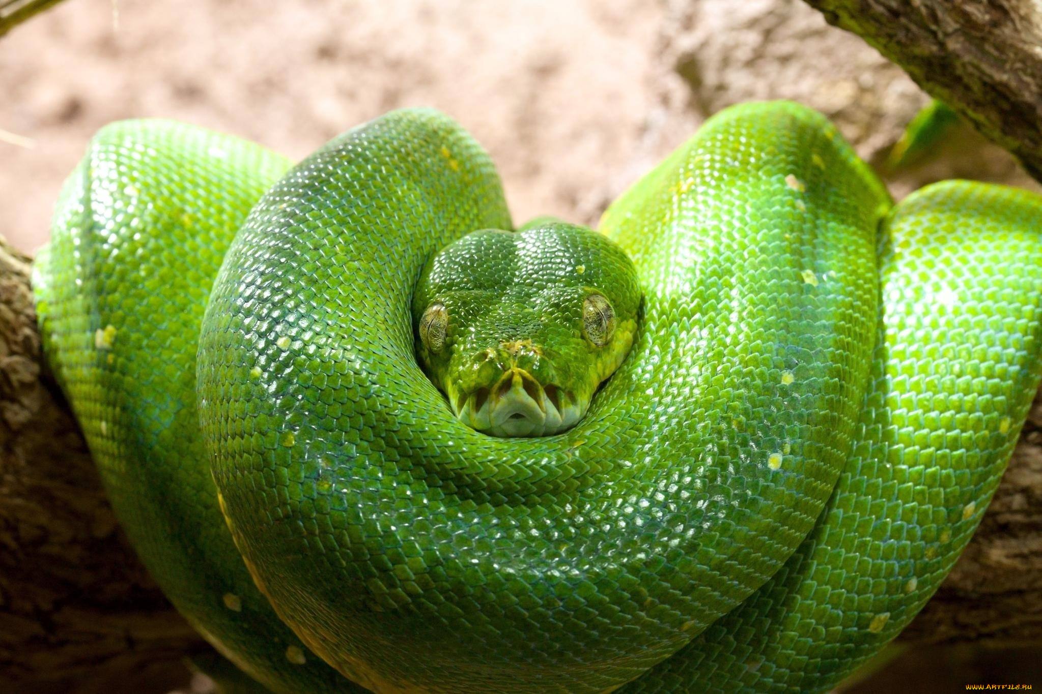 животные, змеи, , питоны, , кобры, зеленый, древесный, питон, чешуя, кольца, голова, змея