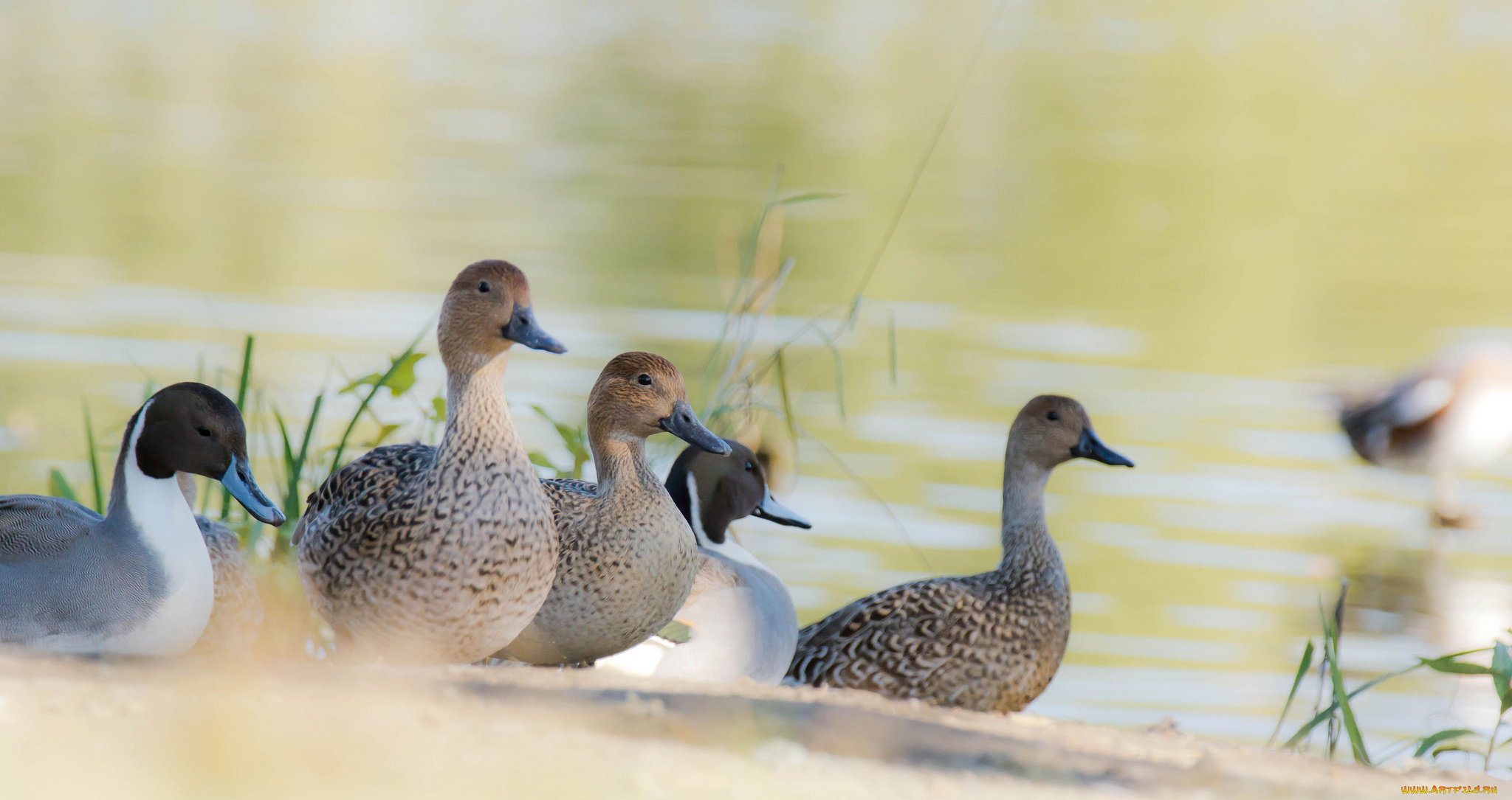 животные, утки, уточки, пруд