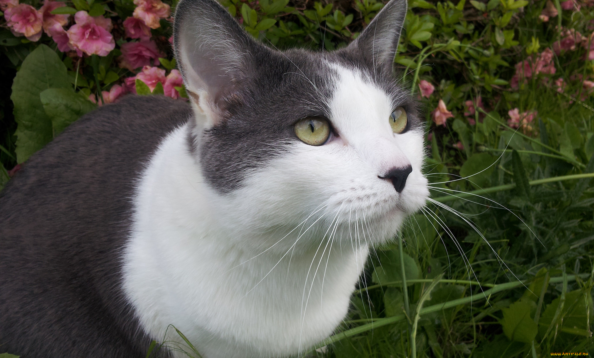 животные, коты, максимус