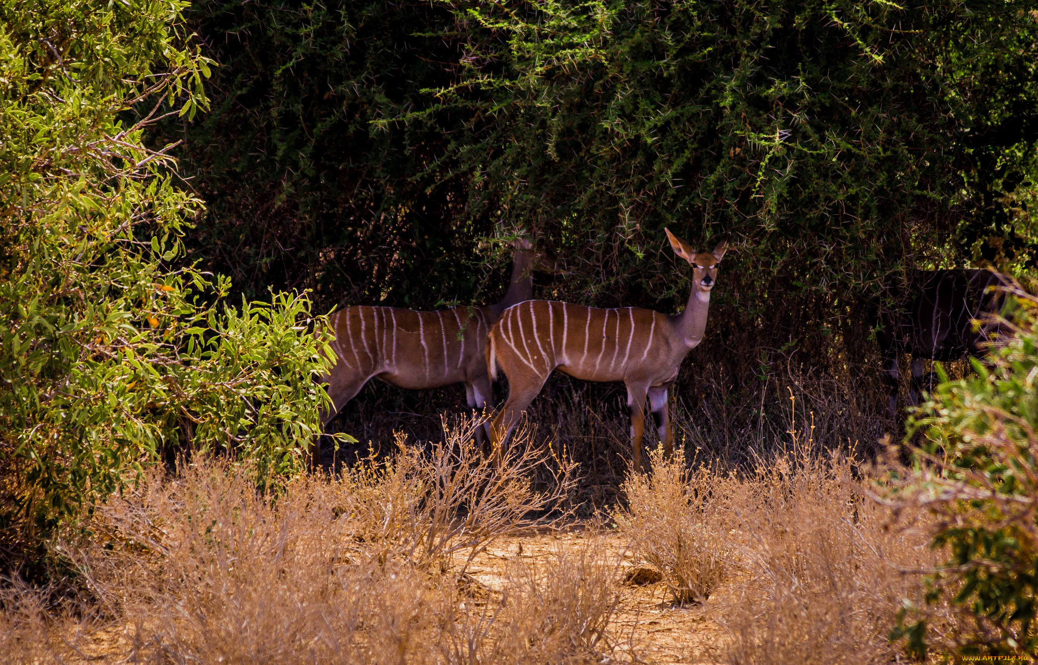 животные, антилопы, женщина, kob