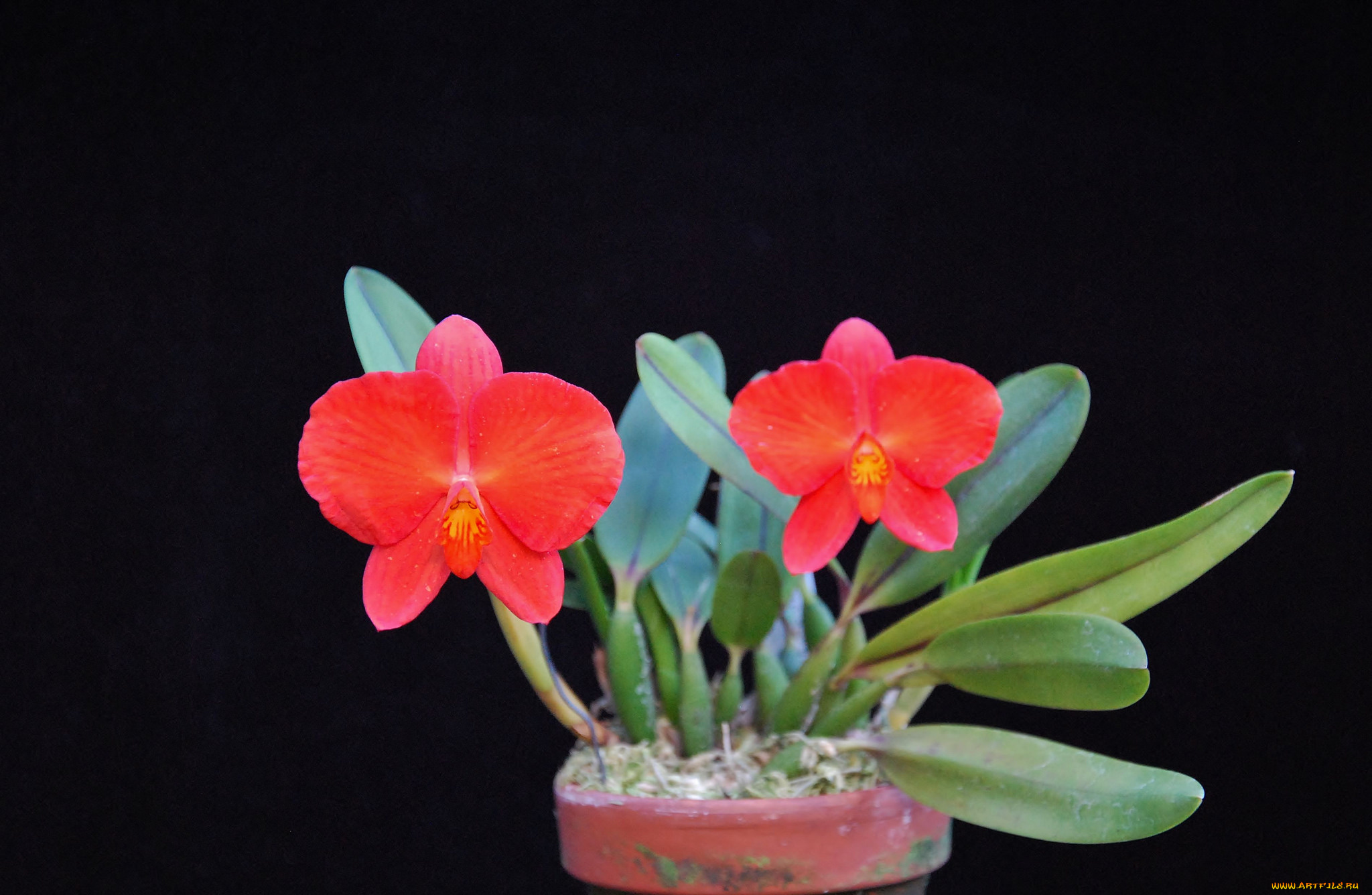 цветы, орхидеи