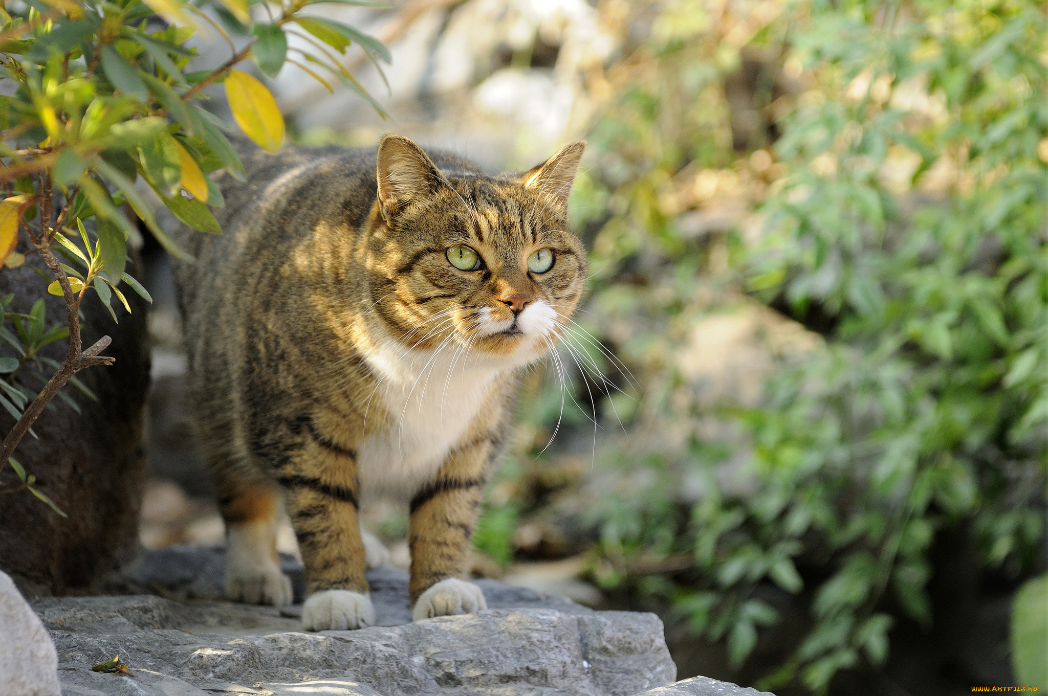 животные, коты, охота