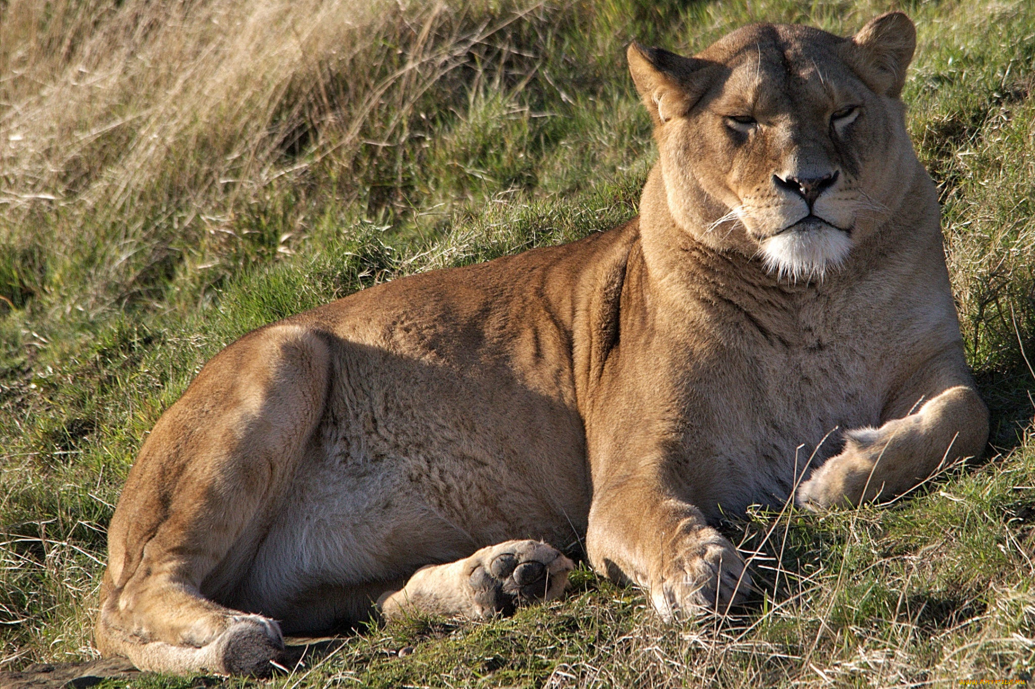 животные, львы, фон, трава, львица