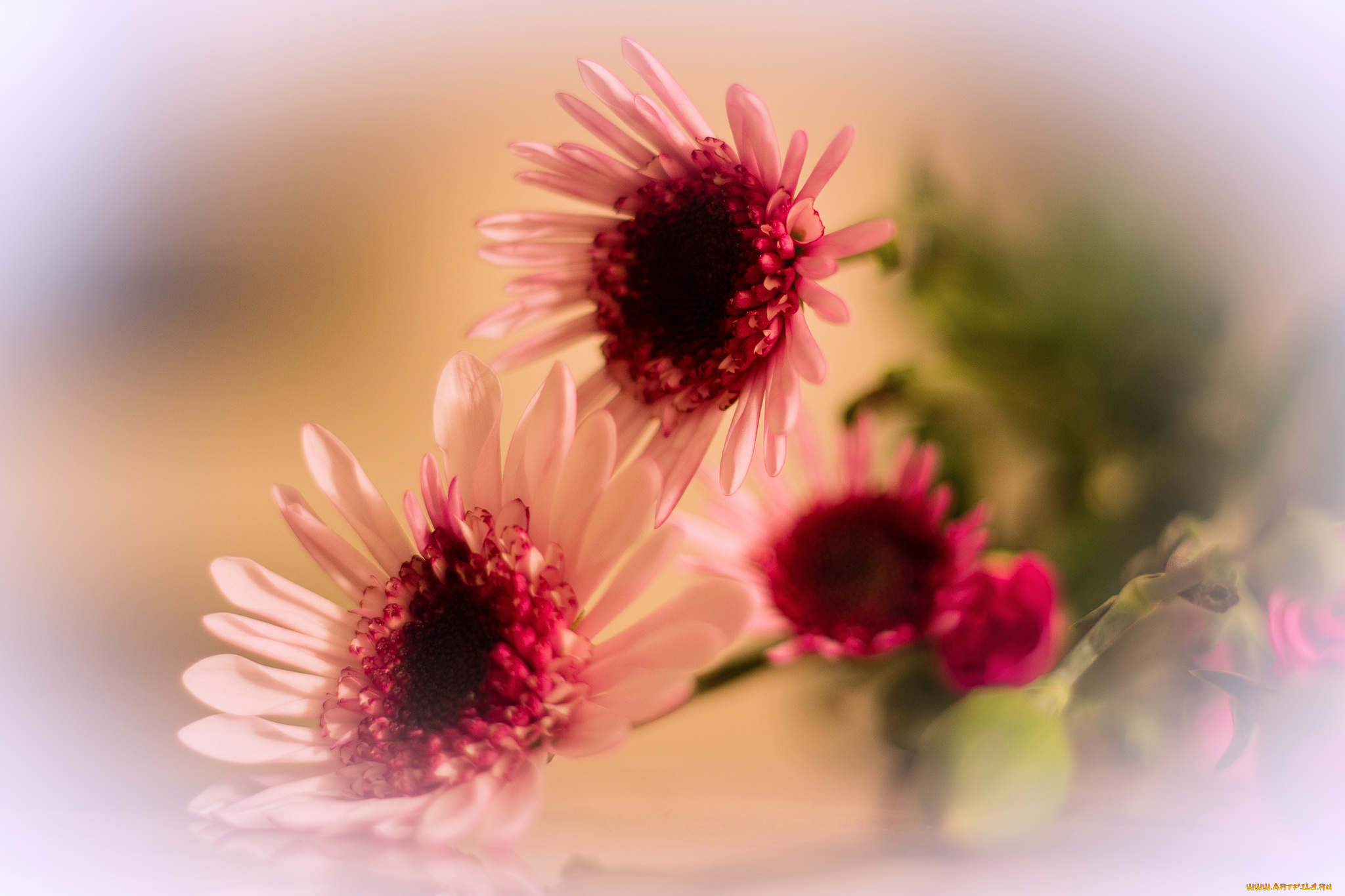 цветы, герберы, розовый, цветок, лепестки, гербера