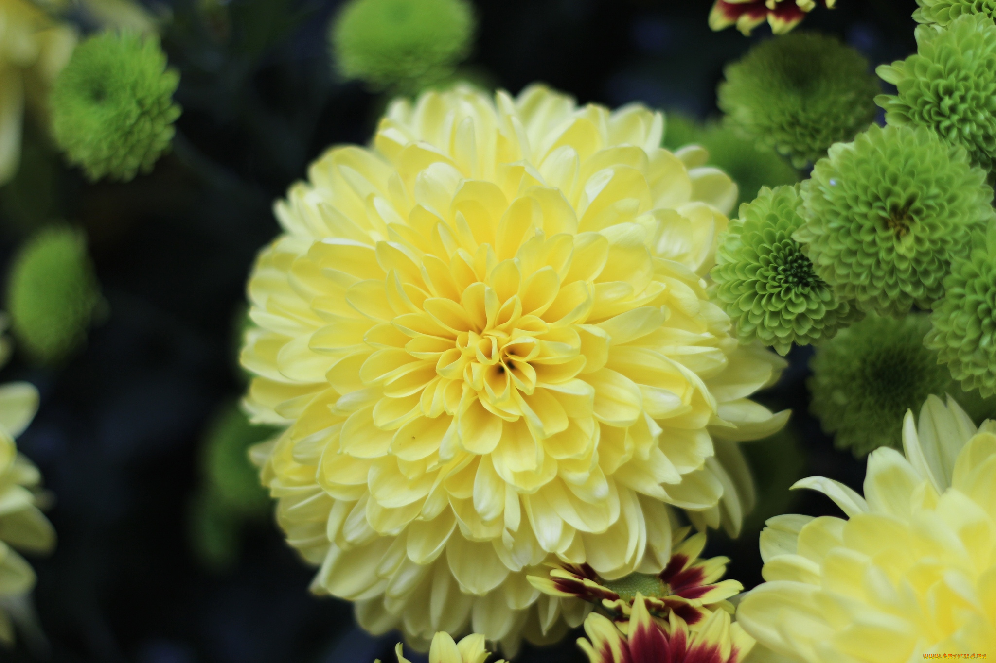цветы, хризантемы, пышный