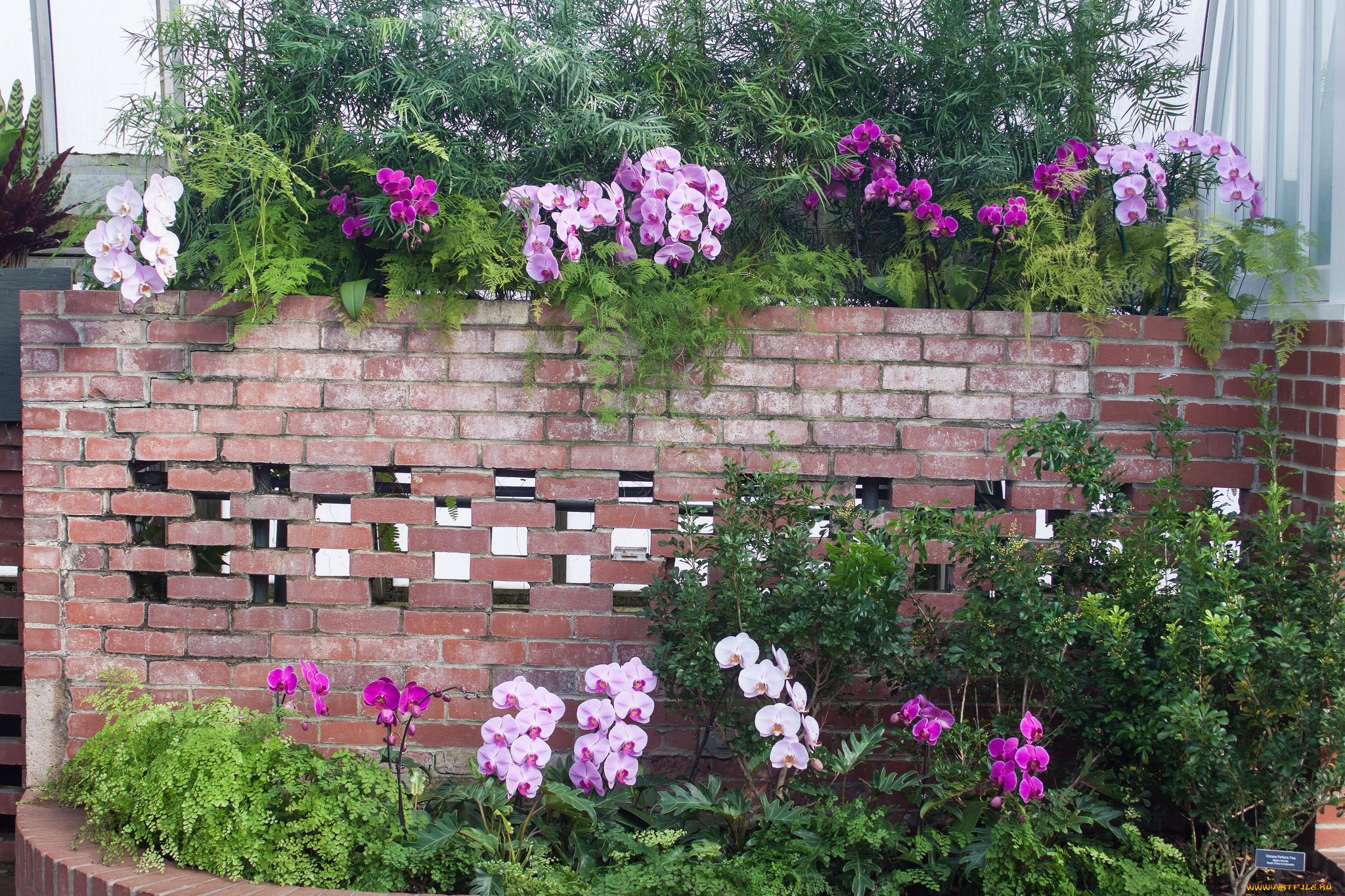 цветы, орхидеи